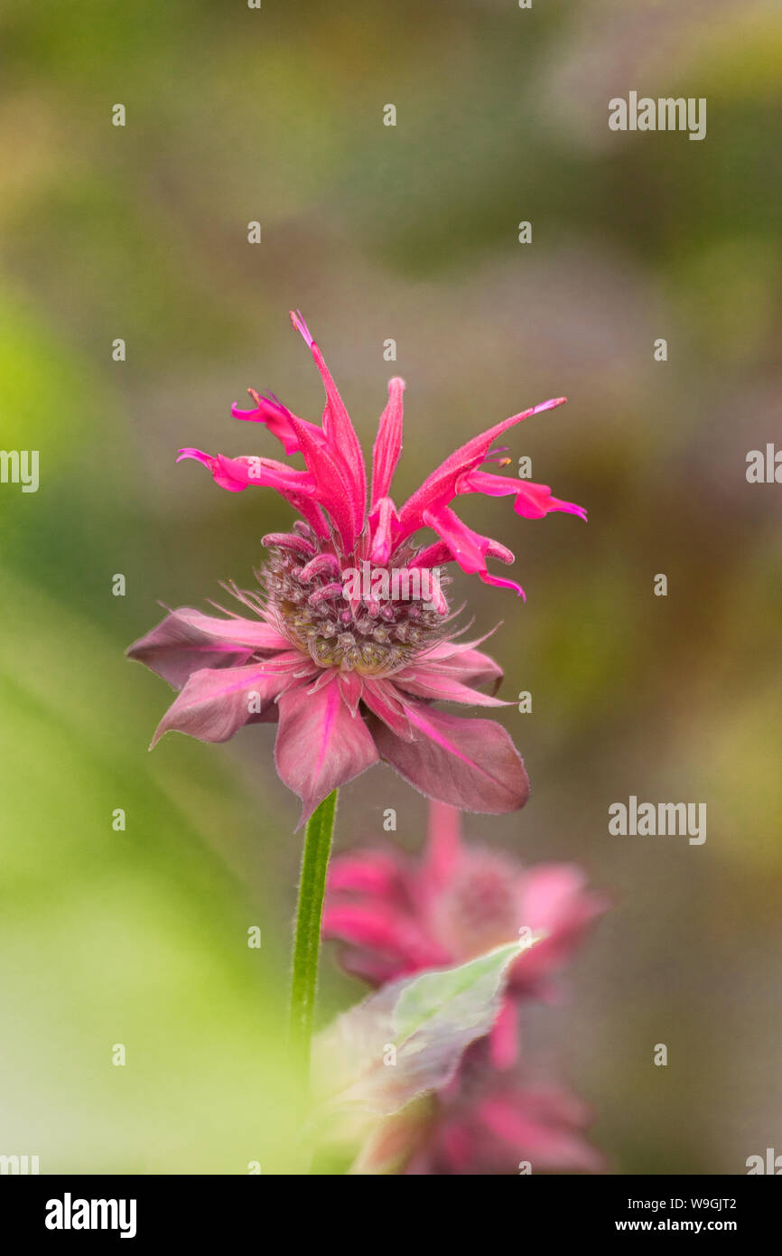 Monarda didyma - Crimsom beebalm viola fiore nel giardino. Close-up. Sfondo grigio e spazio di copia Foto Stock