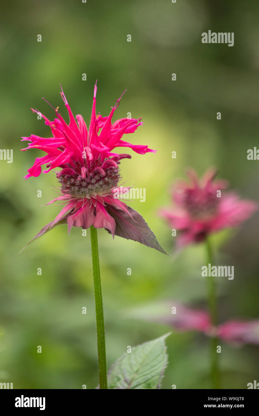 Monarda didyma - Crimsom beebalm viola fiore nel giardino. Close-up. Sfondo verde Foto Stock