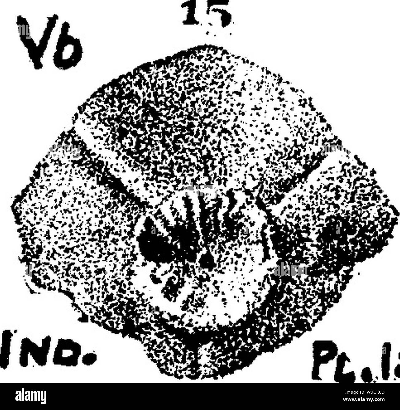 Immagine di archivio da pagina 258 di un dizionario dei fossili Foto Stock