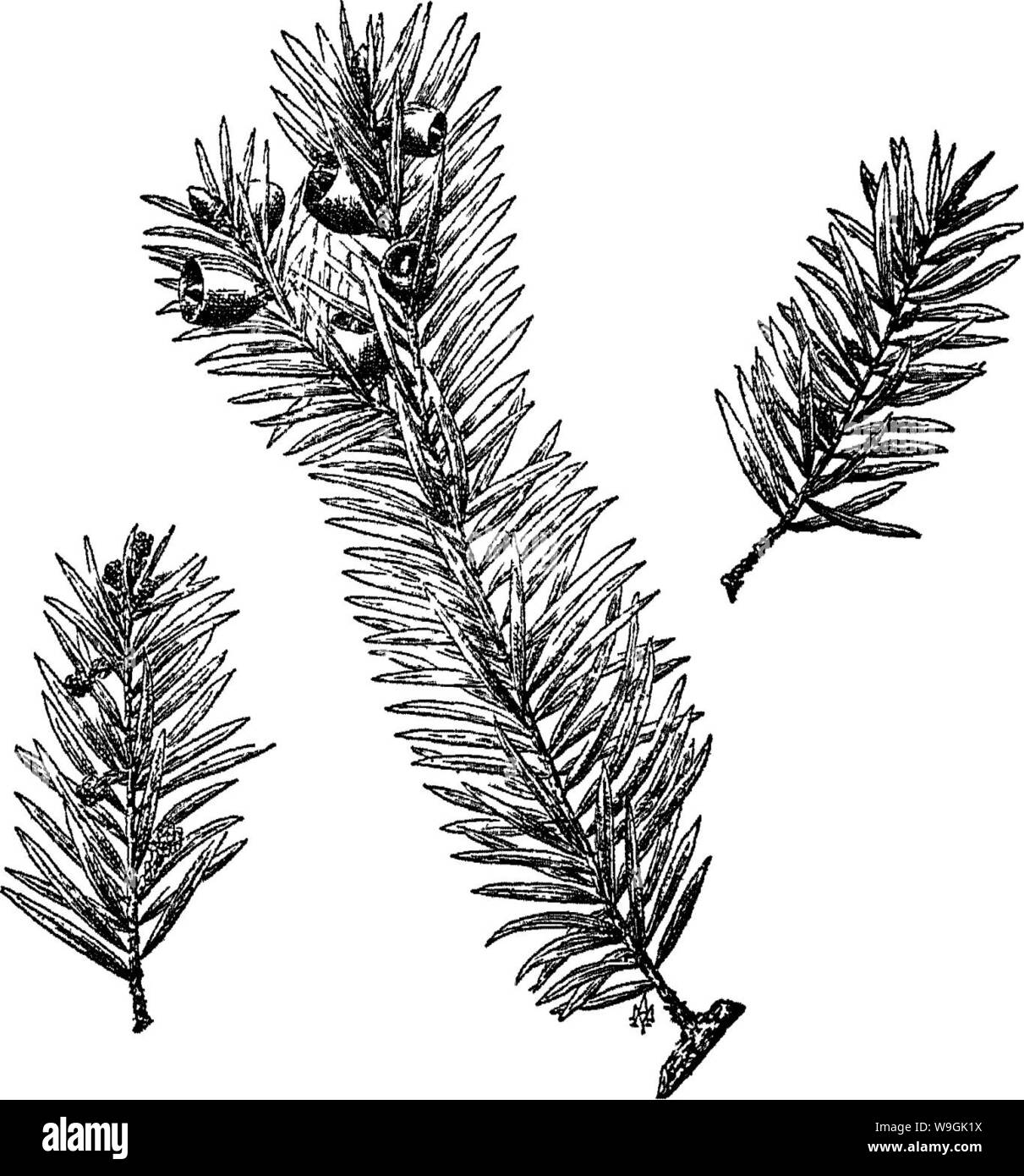 Immagine di archivio da pagina 258 della cura degli alberi in Foto Stock