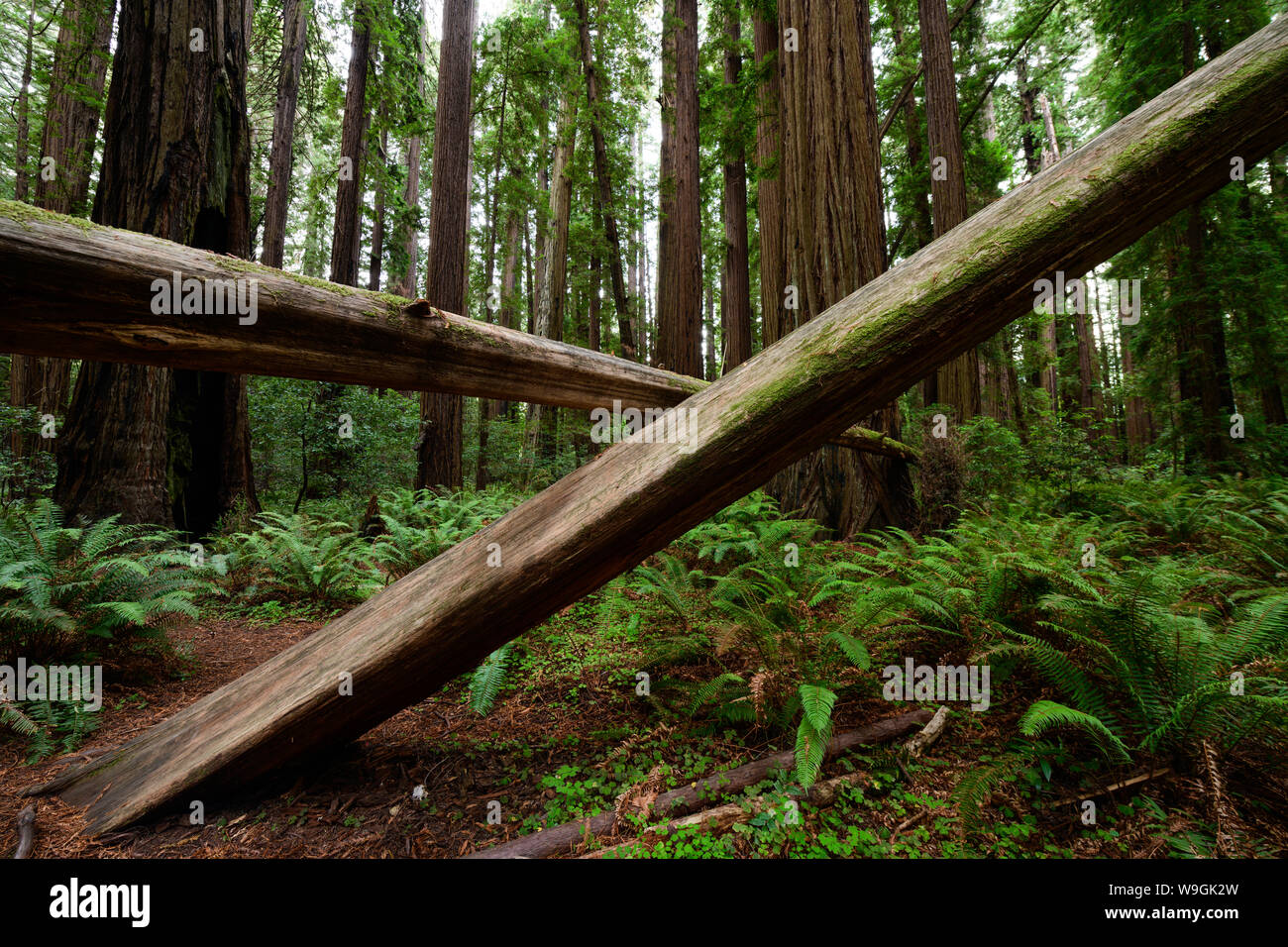 Il Cheatham Grove di antichi alberi di sequoia vicino a Crescent City, California è dove la speeder chase scene da il ritorno dello Jedi sono state filmate. Foto Stock