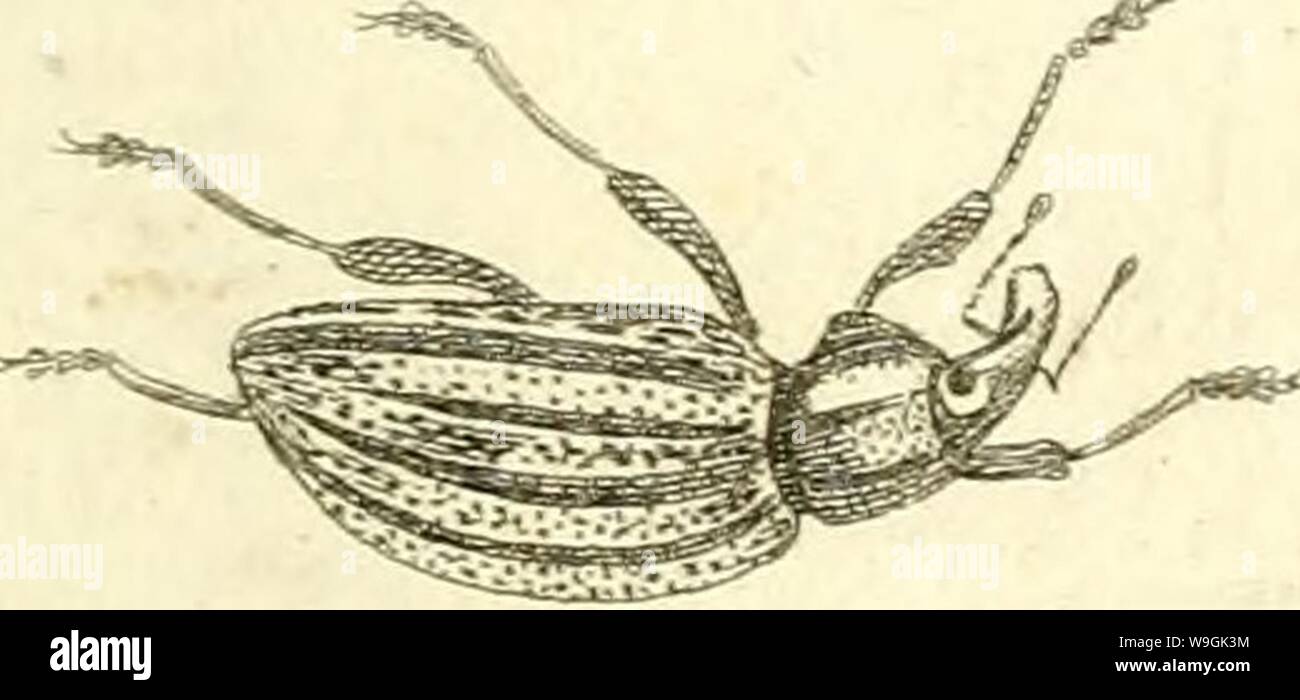 Immagine di archivio da pagina 260 di [Curculionidae] (1800) Foto Stock