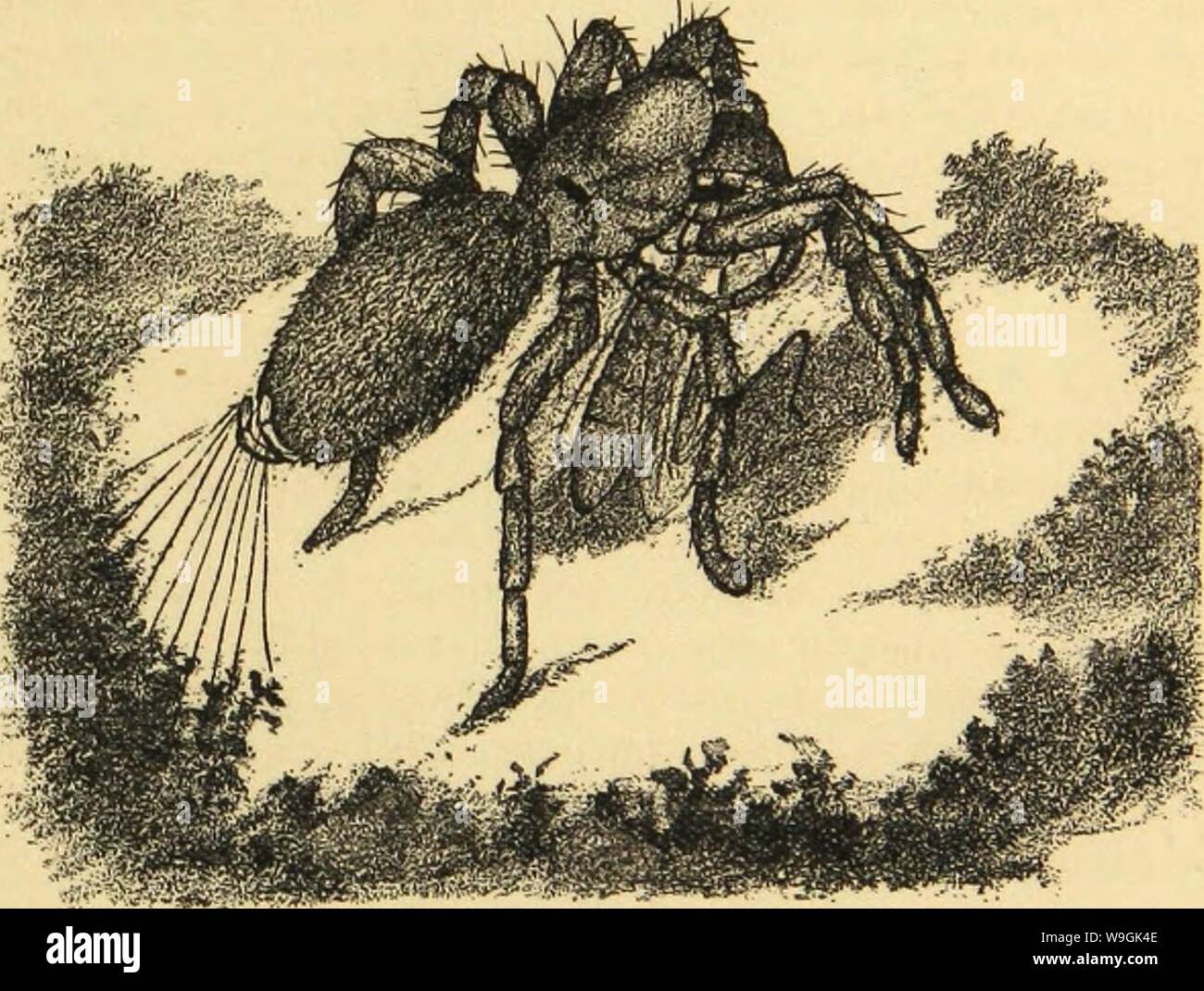 Immagine di archivio da pagina 260 della American ragni e loro la filatura Foto Stock