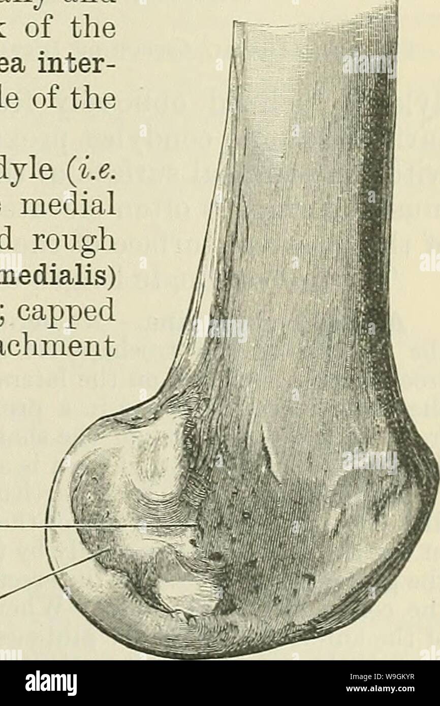Immagine di archivio da pagina 276 di Cunningham il libro di testo di anatomia (1914). Cunningham il libro di testo di anatomia cunninghamstextb00cunn Anno: 1914 ( IL FEMUE. 243 t adduttori 1 MAGNUS / / !io , mediale / / TESTA DI GAS- 1 TROCNEMIUS / (m. Plantaris 1 / 11. , I jr laterale k TESTA DI GAS /TROCNEMIUS legamento crociato posteriore del legamento crociato anteriore a questo di solito sul lato mediale dell'albero, immediatamente di fronte al labbro mediale della linea aspra. La sezione anteriore e laterali di aspetti dell'albero sono coperti da, e arredare le superfici per, le origini del vastus lateralis vastus e intermedi Foto Stock