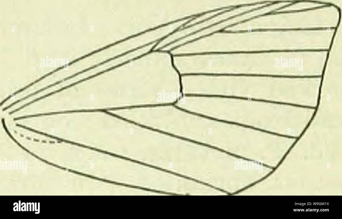 Immagine di archivio da pagina 278 di un Handbook of British lepidotteri. A Handbook of British lepidoptera CUbiodiversity1126142 Anno: 1895 ( abraxas] SELIDOSEMIDAE piuttosto scuro fuscous. Forewings ochrcous-bianco ; marcature fuscous scuro j una chiazza lungo metà basale di costa; una serie mediana di tre macchie, due superiori spesso confluenti, terzo spesso assente; una fascia terminale, scavato nel mezzo. Come Hindwings forewings, ma prima chiazza assente, mediano serie small o assente. La Gran Bretagna a Ross, Irlanda, comune; N. E C. Europa, N. Asia, Giappone ; 5-7. Larva di colore verde opaco, con puntini neri ; sei verde scuro lin Foto Stock