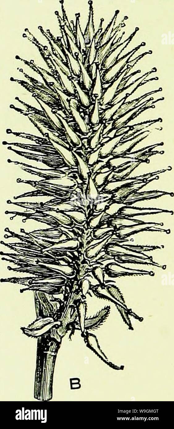 Immagine di archivio da pagina 287 di api e apicoltura; scientifico e. Api & apicoltura; scientifico e pratico. Un trattato completo sull'anatomia, fisiologia, relazioni floreali e proficua gestione dell'alveare bee CUbiodiversity1154323 Anno: 1886 ( Fig. 52.-amenti del salice bianco (Salix alba). Un, Staminate (maschio) amento; B, Pistillate (femmina) amento. la coltivazione, che devono avere tutte originate da un genitore single. Il Blossoms appena citati sono vento- fecondate (tranne il salice, la cui posizione è inter- mediare), e formare un paio di esempi di quelli chiamati anemophilous ; mentre quelli Foto Stock