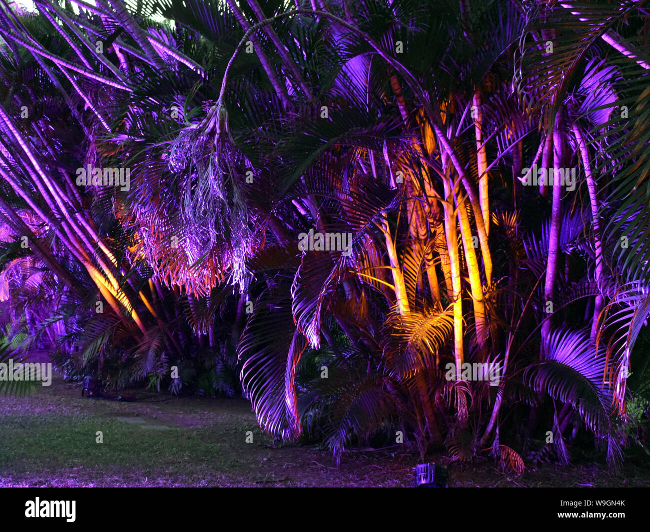 Una vista serale di illuminate golden canna in alberi tropicali, Townsville Queensland, Australia come parte di un festival show di luci ho Foto Stock