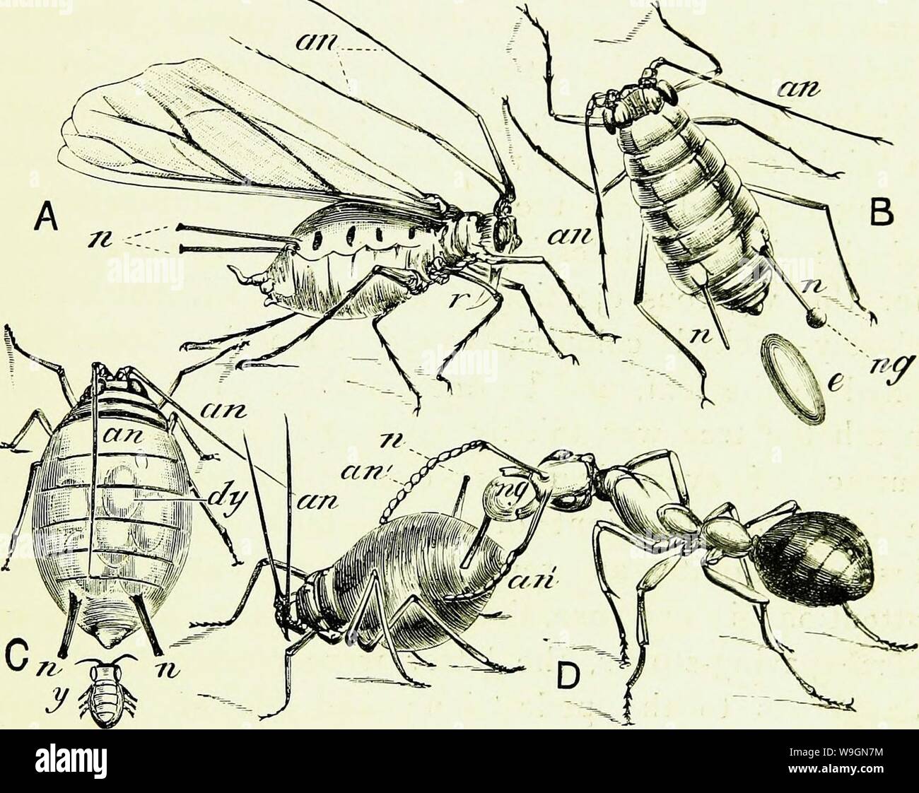 Immagine di archivio da pagina 298 di api e apicoltura; scientifico e. Api & apicoltura; scientifico e pratico. Un trattato completo sull'anatomia, fisiologia, relazioni floreali e proficua gestione dell'alveare bee CUbiodiversity1154323 Anno: 1886 ( APHIDE MIELE. 271 raramente, e probabilmente solo in condizioni di malato, se- Creta quantitativi eccessivi di dolce liquido che, oozin trom varie parti delle loro superfici, dà l'ansioso la raccoglitrice di materiale che è al di sopra di ogni sospetto; ma ordi- nary Honey dew è ormai universalmente riconosciuto da Fig. 54.-Aphides come Nectar-produttori. Una rosa, Aphis (Si Foto Stock