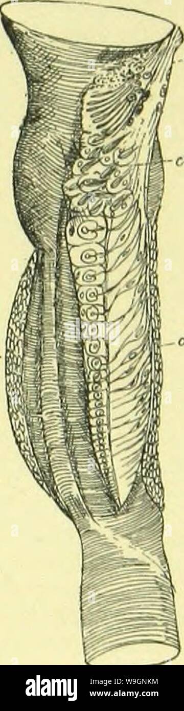 Immagine di archivio da pagina 304 di anatomia, fisiologia, morfologia e. L'anatomia, la fisiologia e la morfologia e sviluppo del blow-fly (Calliphora erythrocephala.) uno studio di anatomia comparata e la morfologia degli insetti; con piastre e le illustrazioni eseguita direttamente dai disegni dell'autore; CUbiodiversity4765349-9875 Anno: 1890 ( UN UDITOR Y e suono-produzione di meccanismi. 6oi Muller è organo entrambi in forma e struttura; è situato sulla sac tracheale al di sotto della membrana timpanica. Il crestato è costituito da una nervatura che si estende dalla lampadina, in una direzione longitudinale, o Foto Stock