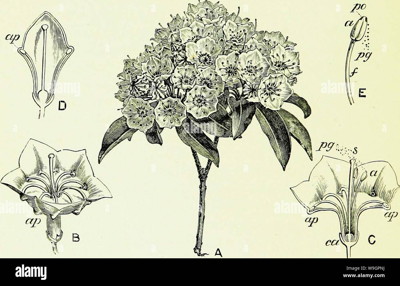 Immagine di archivio da pagina 317 di api e apicoltura; scientifico e. Api & apicoltura; scientifico e pratico. Un trattato completo sull'anatomia, fisiologia, relazioni floreali e proficua gestione dell'alveare bee CUbiodiversity1154323 Anno: 1886 ( 2go API E APICOLTURA. Lo stile e il polline {pg) uscirà da due pori (po, E), e così eventualmente produrre auto-fertilizzazione. Ma se un cerchio di ape sul parafango al di sopra del fiore, le gambe o sotto il lato dell'addome prima andrebbe a toccare lo stigma e ha fatto il visitatore portare polline, attraversando sarebbe il risultato. La linguetta, ora sensazione Foto Stock