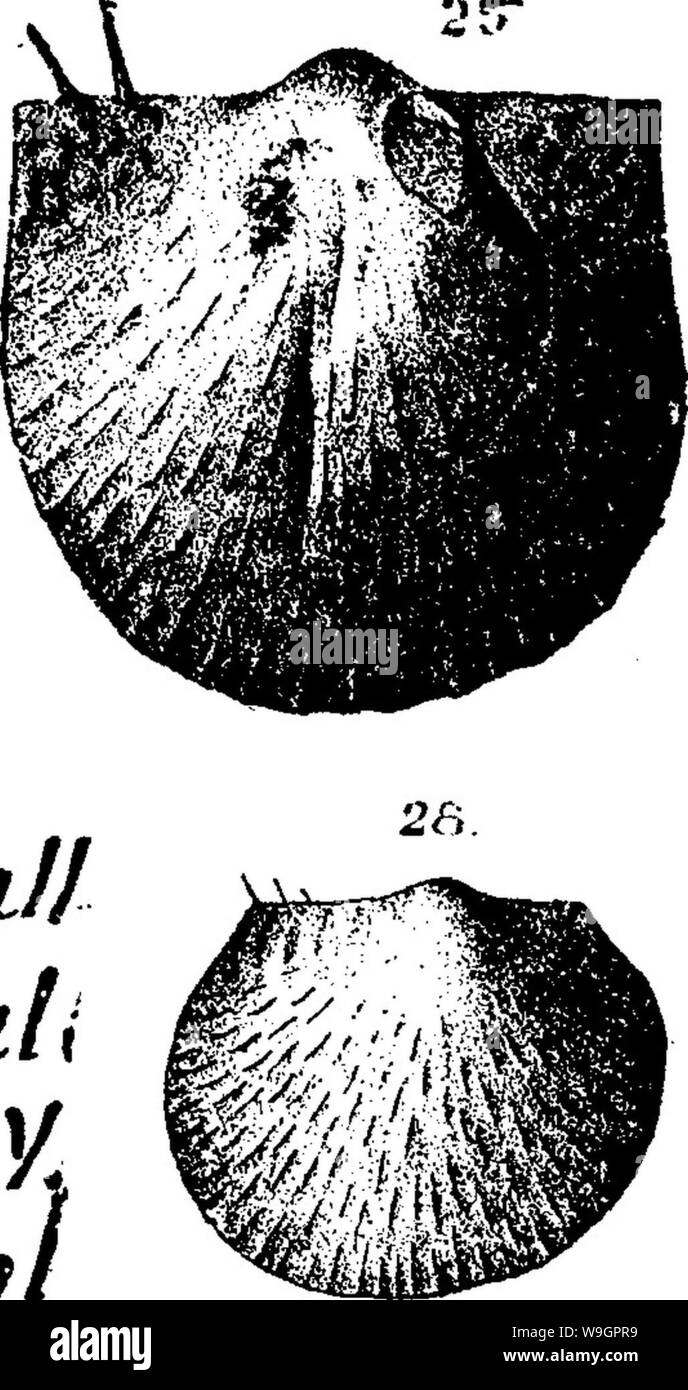 Immagine di archivio da pagina 318 di un dizionario dei fossili Foto Stock