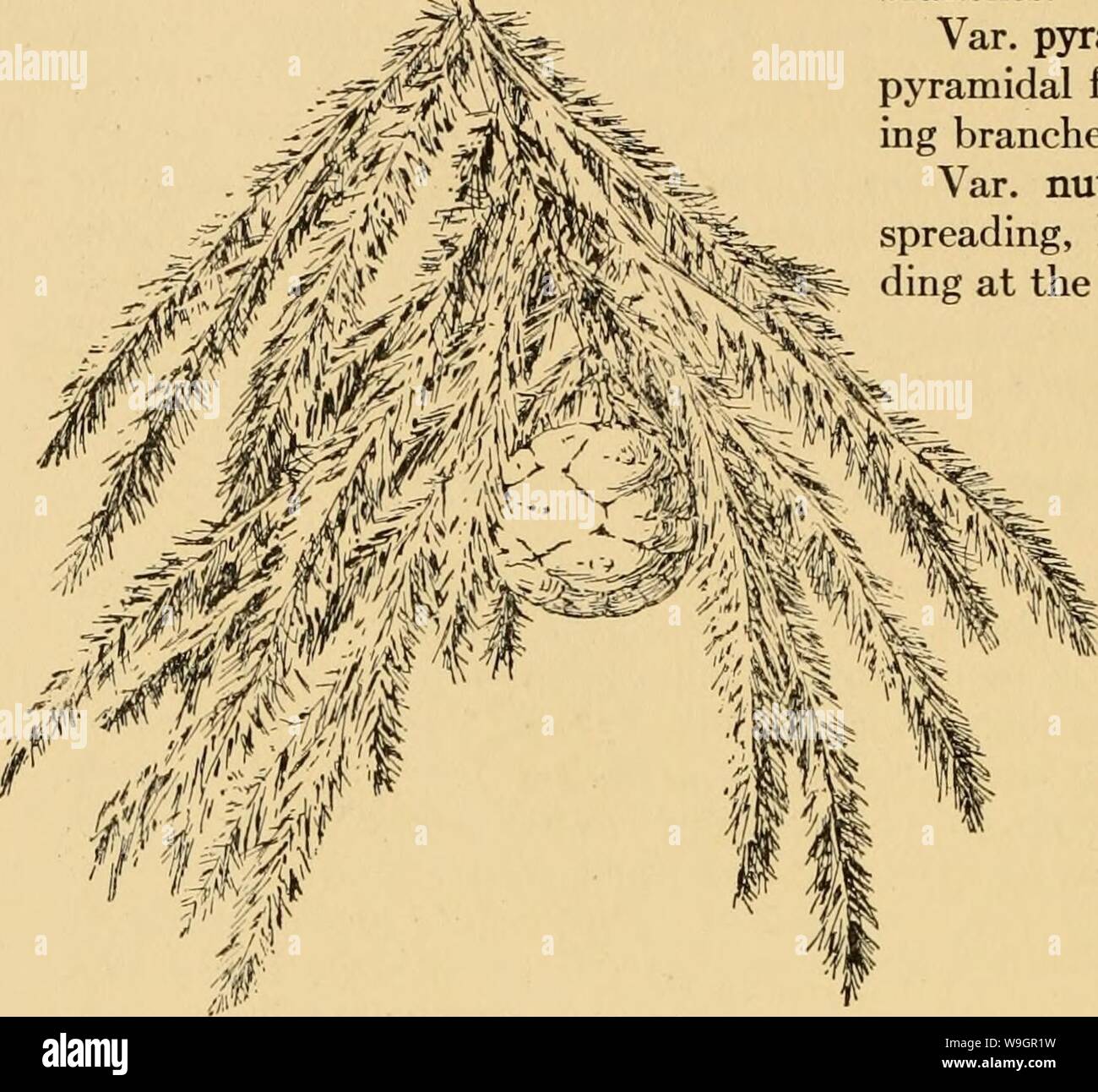 Immagine di archivio da pagina 321 del coltivato sempreverdi; un manuale. Il coltivato sempreverdi; un manuale di conifere e più importante di latifoglie sempreverdi piantate per ornamento negli Stati Uniti e in Canada cultivatedevergr00bail Anno: 1923 ( 234 il coltivato sempreverdi Southern Illinois, in Oklahoma e in Texas, in paludi, lungo i grandi fiumi e su rocce calcaree.-introdotto circa 1640 in Gran Bretagna. Hardy come lontano nord come il Massachusetts. Una bella struttura piramidale con una testa feathery di luce verde fogliame; in vecchiaia talvolta di ampia diffusione con rami pendenti. Va Foto Stock