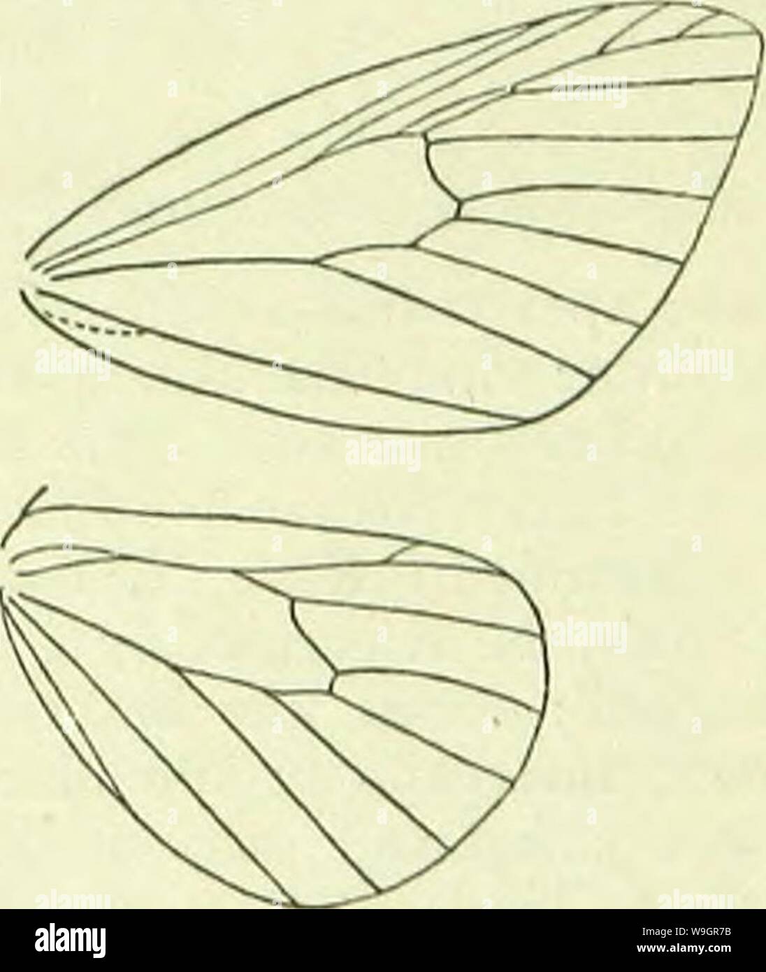 Immagine di archivio da pagina 324 di un Handbook of British lepidotteri. A Handbook of British lepidoptera CUbiodiversity1126142 Anno: 1895 ( DREPANIDAE 316 indistinto, 7 anastomosing o collegato con 8, 9 e 10 su 8. ilindwings con frenulum, 5 piuttosto approssimato a 4, il margine superiore di coll lungo la metà di abbassare in modo che la vena trasversale è molto obliquo, 6 e 7 ampiamente remote, parallela, 8 approxi- accoppiato a 7 al di là di cella o anastomosing con cella e 7. Una famiglia di no in grande misura abbastanza sviluppate nell'Indo- regione: la malese, ma molto scarsamente altrove. Imago con corpo snello, forewings ampia Foto Stock