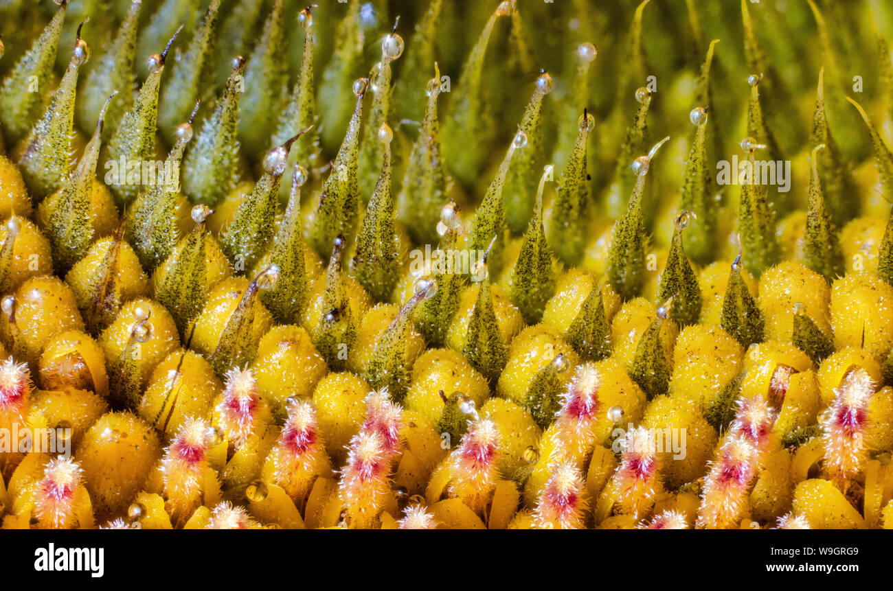 Macro di girasole che mostra la parte interna Foto Stock