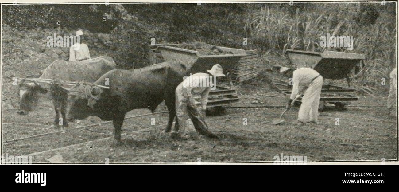 Immagine di archivio da pagina 341 del riesame di Cuba (1907-1931). La Cuba review cubareview15muns Anno: 1907-1931 ( la figura i mostra una pesante Koppel locomotiva di 110 H. P. trasporta un treno di settantacinque canna da zucchero vetture di 114 ton. ciascuna. Queste vetture sono particolarmente pesanti e di costruzione sono stati in servizio per un periodo considerevole con altamente soddisfacenti risultati. Sebbene queste vetture sono tarati a 13 tonnellate di capacità, la loro costruzione permette un molto più pesante carico. Fig. La figura 2 mostra alcuni Koppel lato dunip autovetture utilizzate per la costruzione di strade in icinity di Constância centrale. In questo lavoro i moti Foto Stock