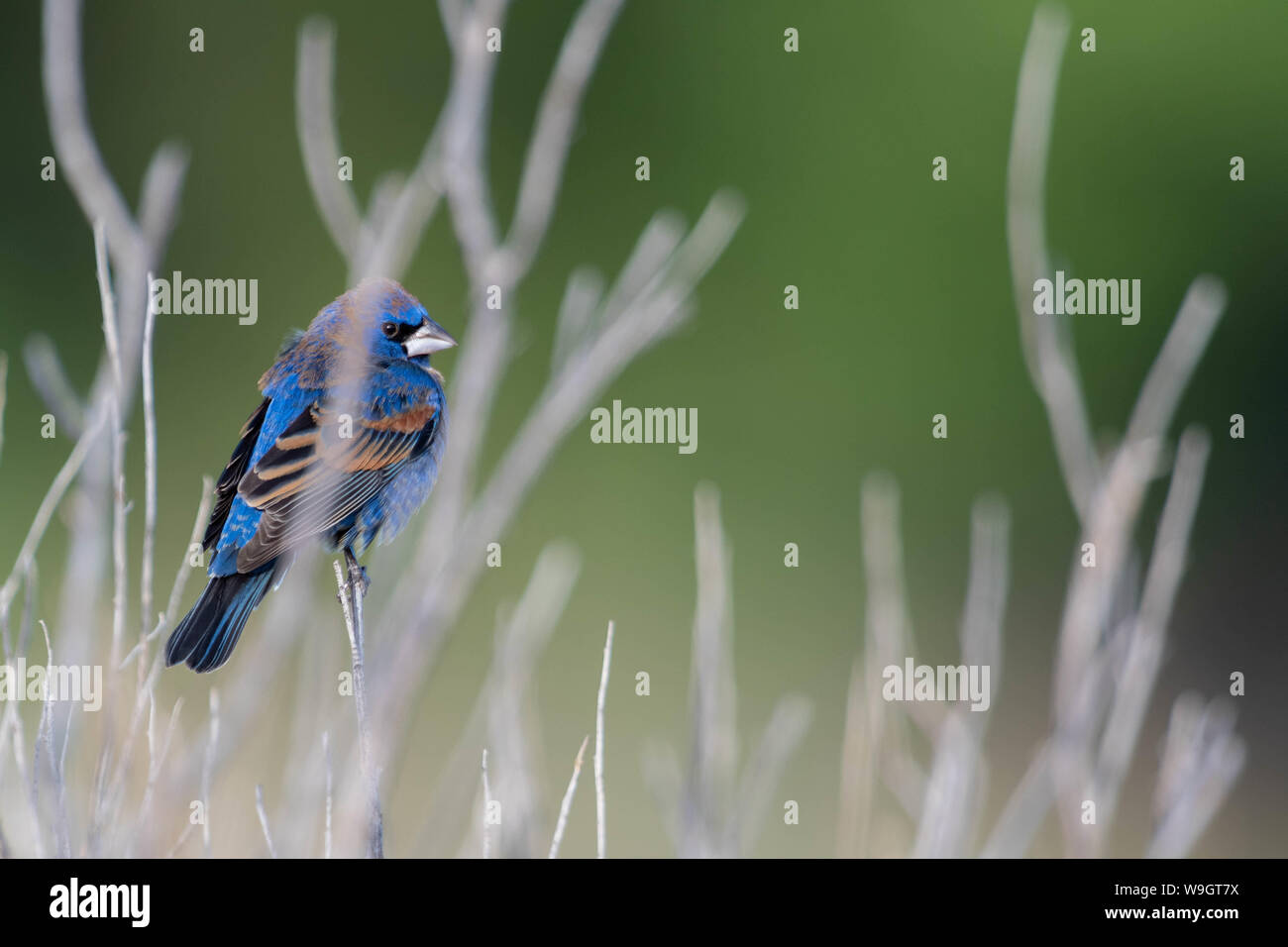 Blu maschio Grosbeak, Bosque del Apache National Wildlife Refuge, nuovo Messico, Stati Uniti d'America. Foto Stock