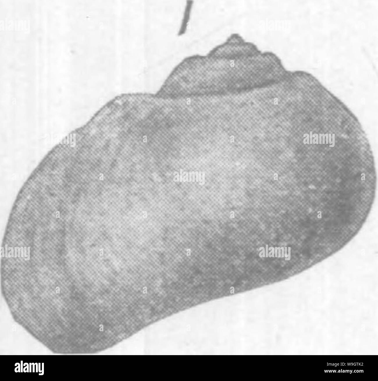 Immagine di archivio da pagina 353 di Gasteropoda e cefalopodi del Foto Stock