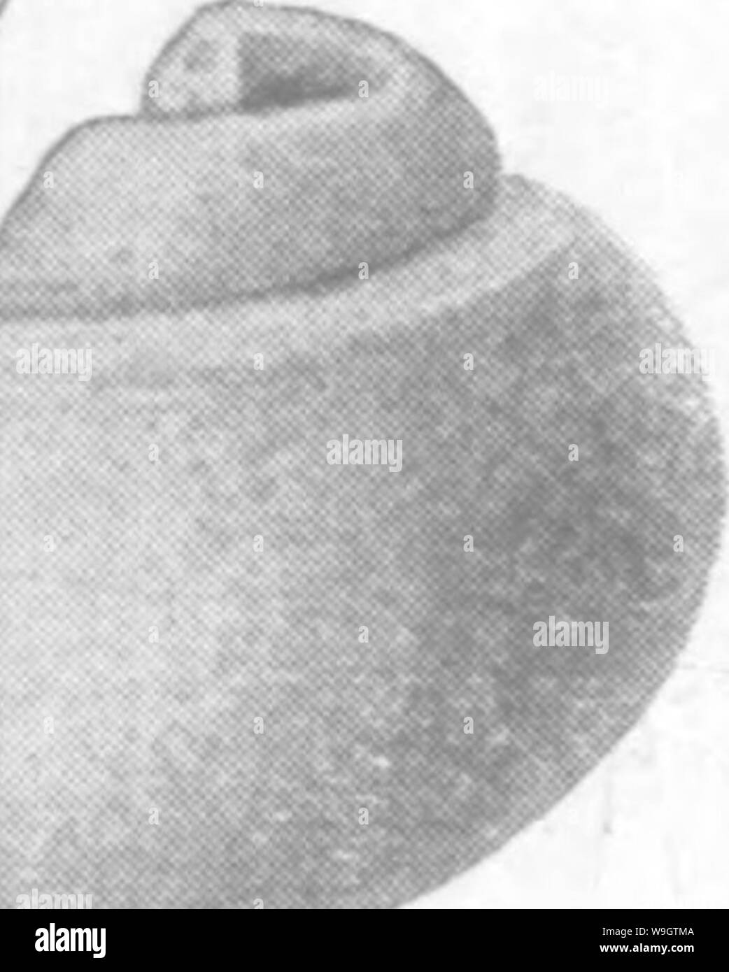 Immagine di archivio da pagina 353 di Gasteropoda e cefalopodi del Foto Stock