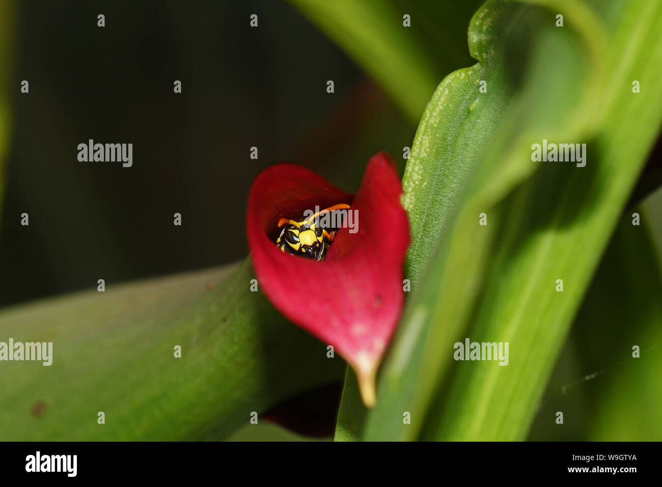 Tree wasp o carta wasp close up latino dominula polistes gallicus o simile a dolichovespula sylvestris rifugiandosi su una calla lily flower Foto Stock