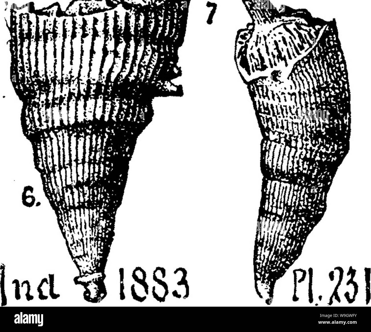 Immagine di archivio da pagina 373 di un dizionario dei fossili Foto Stock