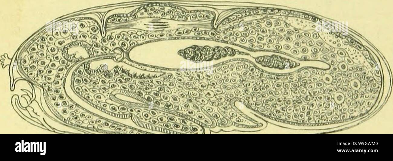 Immagine di archivio da pagina 376 di anatomia, fisiologia, morfologia e. L'anatomia, la fisiologia e la morfologia e sviluppo del blow-fly (Calliphora erythrocephala.) uno studio di anatomia comparata e la morfologia degli insetti; con piastre e le illustrazioni eseguita direttamente dai disegni dell'autore; CUbiodiversity4765349-9885 Anno: 1890 ( LO SVILUPPO UF IL NVMPH. un notevole palizzata-come struttura (PI. XVIII., Fig. 8), che Van Rees ha scambiato per i paesi in via di sviluppo i dischi. Le celle più grandi del paraderm dare fuori i processi e formare nuove cellule al di sotto di esse, che racchiudono un netw Foto Stock