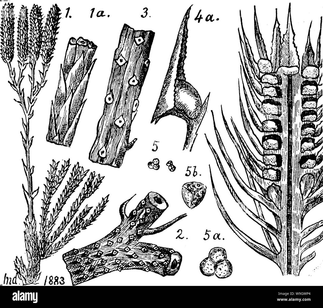 Immagine di archivio da pagina 379 di un dizionario dei fossili Foto Stock