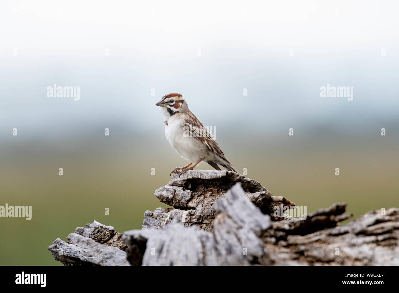 Blu maschio Grosbeak, Valle del Orb National Wildlife Refuge, Albuquerque, Nuovo Messico, Stati Uniti d'America. Foto Stock