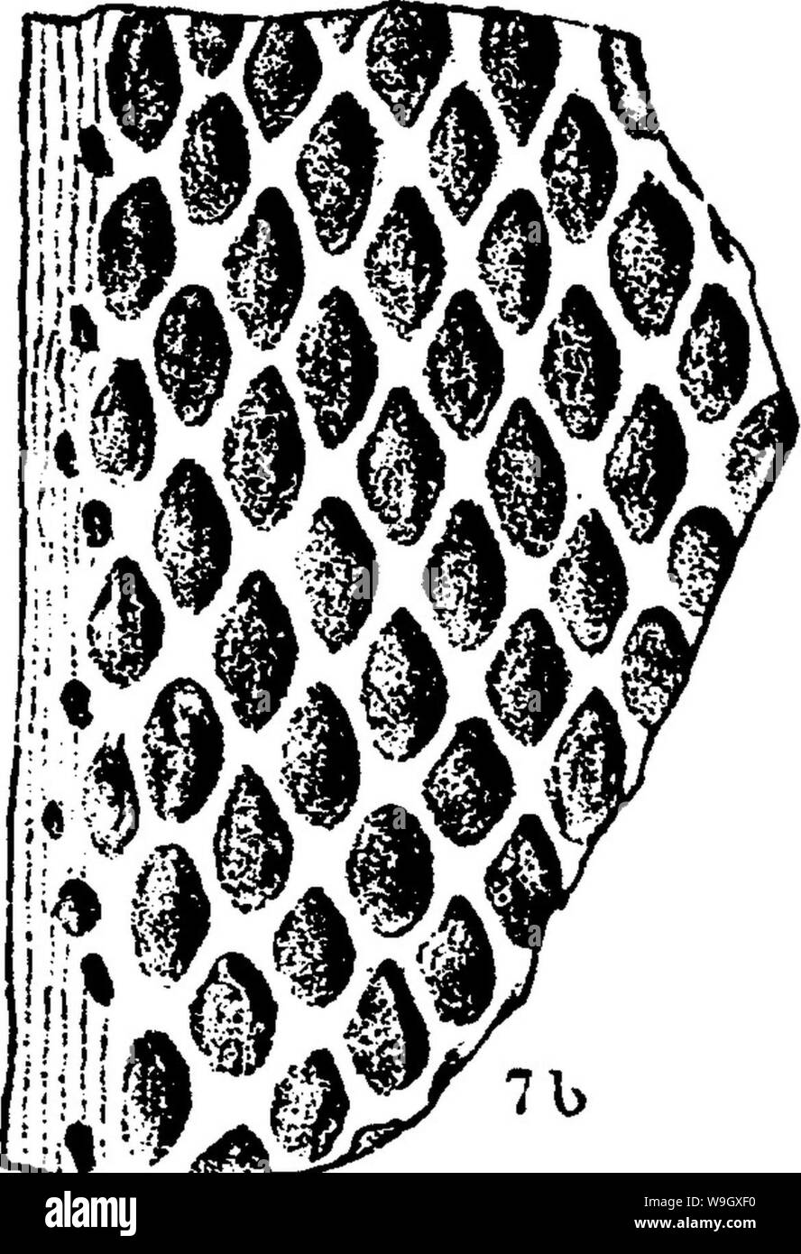 Immagine di archivio da pagina 395 di un dizionario dei fossili Foto Stock