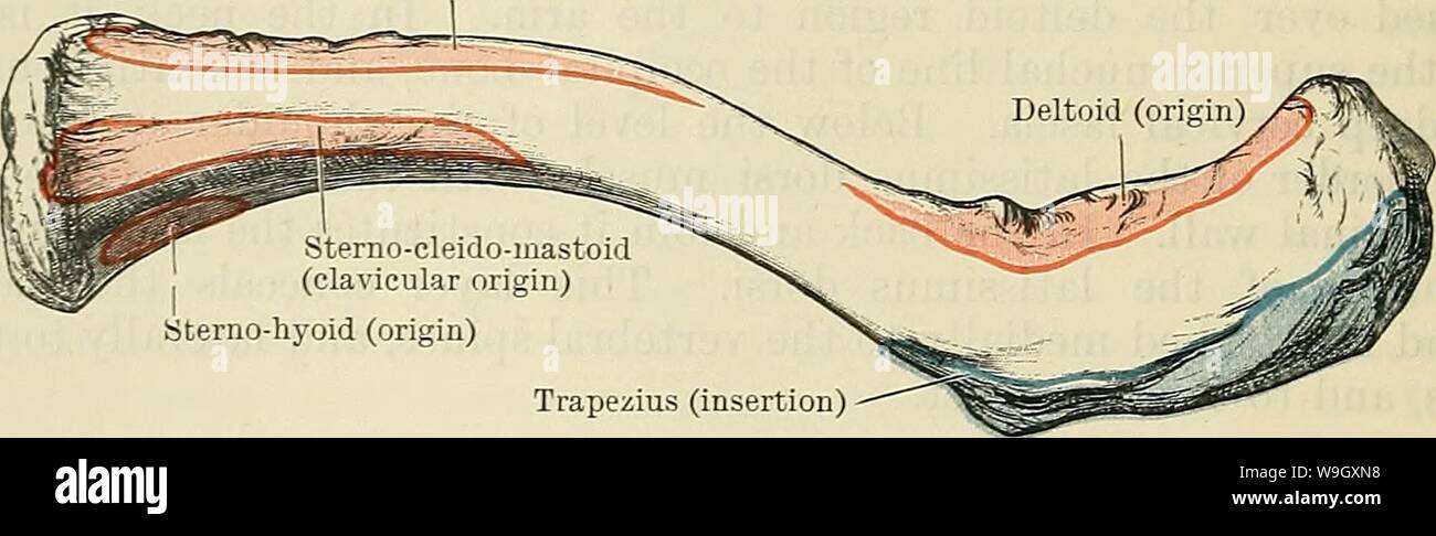 Immagine di archivio da pagina 399 di Cunningham il libro di testo di anatomia (1914). Cunningham il libro di testo di anatomia cunninghamstextb00cunn Anno: 1914 ( 366 il sistema muscolare. triangolare tendine piana, al di sotto del quale una bursa è posto--in una ruvida la tuberosità alla base della spina dorsale della scapola (Fig. 328, p. 367). Le fibre inserito in la clavicola, acromion e il bordo superiore della colonna vertebrale della scapola sparsi su adiacenti superfici sottocutanea di queste ossa per una distanza variabile. La porzione occipitale del muscolo può essere nella forma di una separata di slittamento, o possono essere del tutto assenti. Il Foto Stock