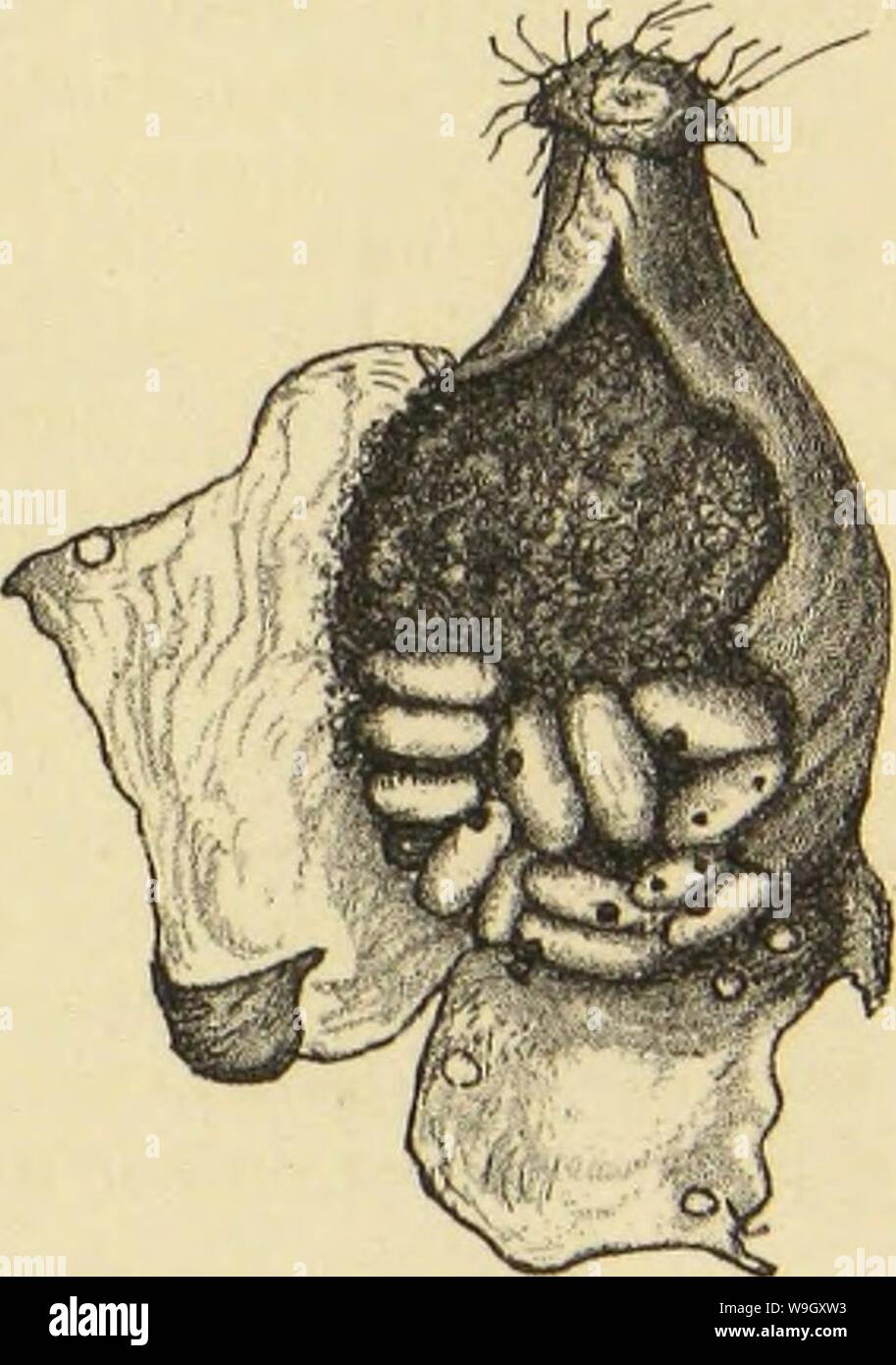 Immagine di archivio da pagina 404 della American ragni e loro la filatura. Ragni americani e il loro lavoro di filatura. Una storia naturale dell'orbweaving ragni degli Stati Uniti, con particolare riguardo alla loro industria e abitudini CUbiodiversity1121211-9810 Anno: 1889 ( i nemici e la loro influenza. 395 L'involucro esterno di un bozzolo di Argiope cophinaria è stata presa a Atlantic City durante il periodo invernale (1888), e aperto di giugno 6tli seguenti. Essa è stata poi trafitto con diversi fori rotondi. La parte inferiore del pallone yjjg doppia occupata da un certo numero di bozzoli di bianco di una capacità parassita hy- nienopterous insetto. Essi ci Foto Stock