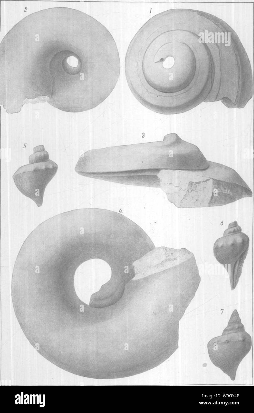 Immagine di archivio da pagina 410 di Gasteropoda e cefalopodi del Foto Stock