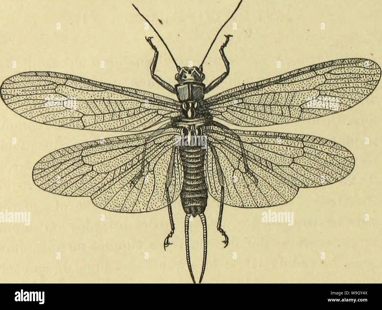 Immagine di archivio da pagina 409 di Recherches pour servir à l'histoire. Recherches pour servir aÌ l'histoire des fossiles insectes des temps primaires, preÌceÌdeÌes d'une eÌtude sur la nervation des Ailes des insectes CUbiodiversity1297315 Anno: 1894 ( 408 LES PRIMAIRES NKVROPTERES mesure 13mmde lungo, est Ãgalement grandi dans toute sa longueur. La sous-costale II s'arrÃªte sur la costale io contrariamente Ã ce qui un lieu chez nos Perlides oÃ¹ la sous-costale se recourbe brusquement pour finir sur le radius; mais, en tout cas, elle n'atteint pas l'extrÃmitÃde l'aile. Perla Hagenii Pictet, d'aprÃ Foto Stock