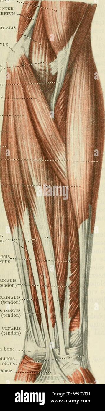 Immagine di archivio da pagina 420 di Cunningham il libro di testo di anatomia (1914). Cunningham il libro di testo di anatomia cunninghamstextb00cunn Anno: 1914 ( MUSCOLI SU ANTEEIOE E ASPETTI MEDIALE DI EOEEAEM. 387 L'avambraccio tra i due capi di origine del muscolo), e l'Arteria ulnare. Il tendine serve come una guida per l'arteria nella metà distale dell'avambraccio. Bicipite mediale brachii inter- muscolare Brachialis setto mediale Lacertus epicondyle fibroso supinator muscolo Pronator teres flessore radiale del carpo Palmaris LONGUS flessori carpi ULNARIS ESTENSORE RADIALE DEL CARPO LONGUS Brachio radiale-1S flessori Foto Stock