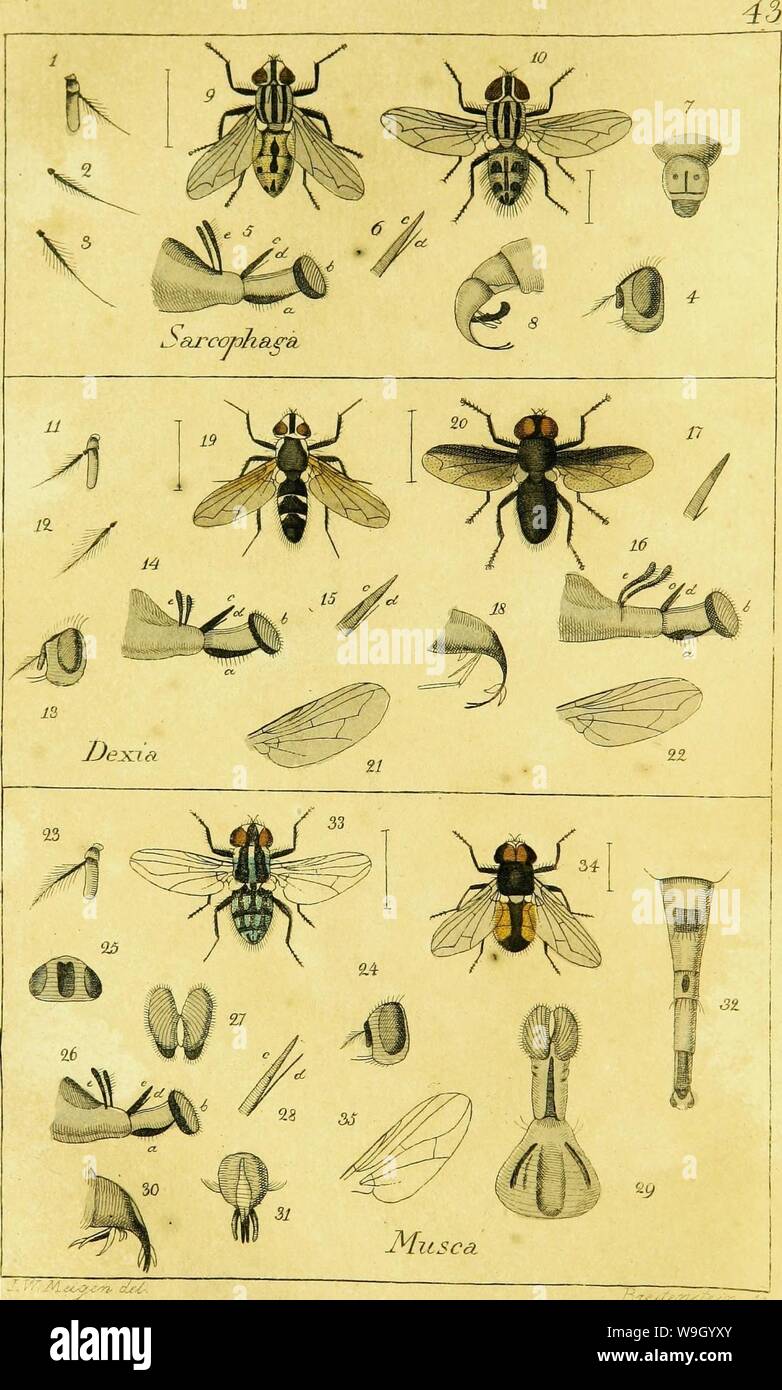 Immagine di archivio da pagina 431 di Systematische Beschreibung der bekannten europäischen. Systematische Beschreibung der bekannten europäischen zweiflügeligen Insekten CUbiodiversity1125517-9537 Anno: 1818 ( Foto Stock