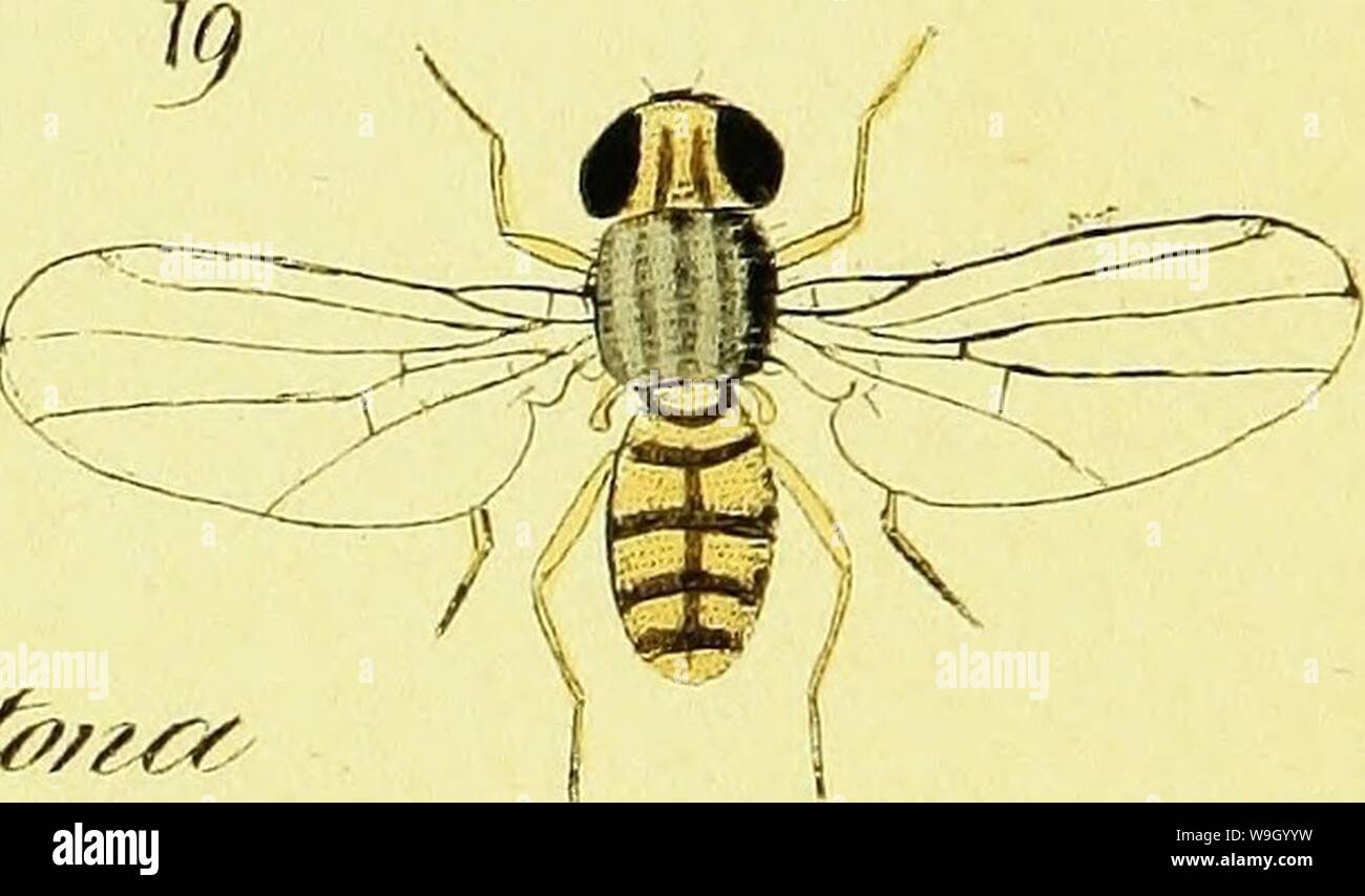 Immagine di archivio da pagina 431 di Systematische Beschreibung der bekannten europäischen. Systematische Beschreibung der bekannten europäischen zweiflügeligen Insekten CUbiodiversity1125517-9538 Anno: 1818 ( FR /?£&/?£? La- ll Foto Stock