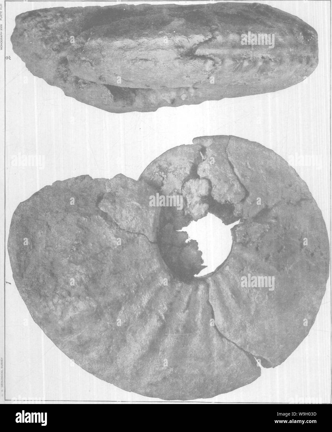 Immagine di archivio da pagina 434 di Gasteropoda e cefalopodi del Foto Stock
