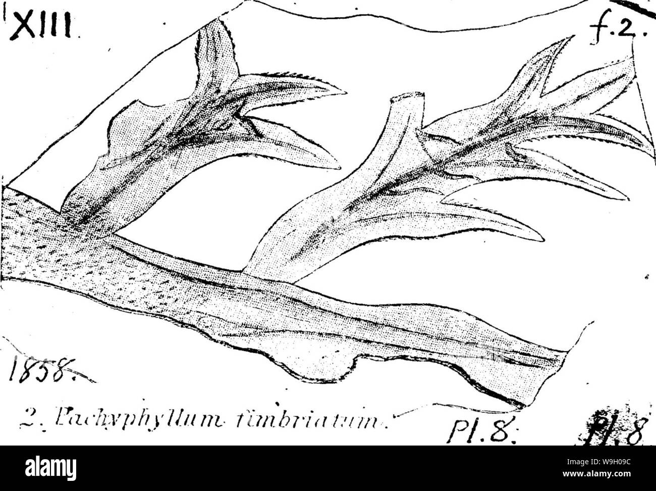 Immagine di archivio da pagina 439 di un dizionario dei fossili Foto Stock