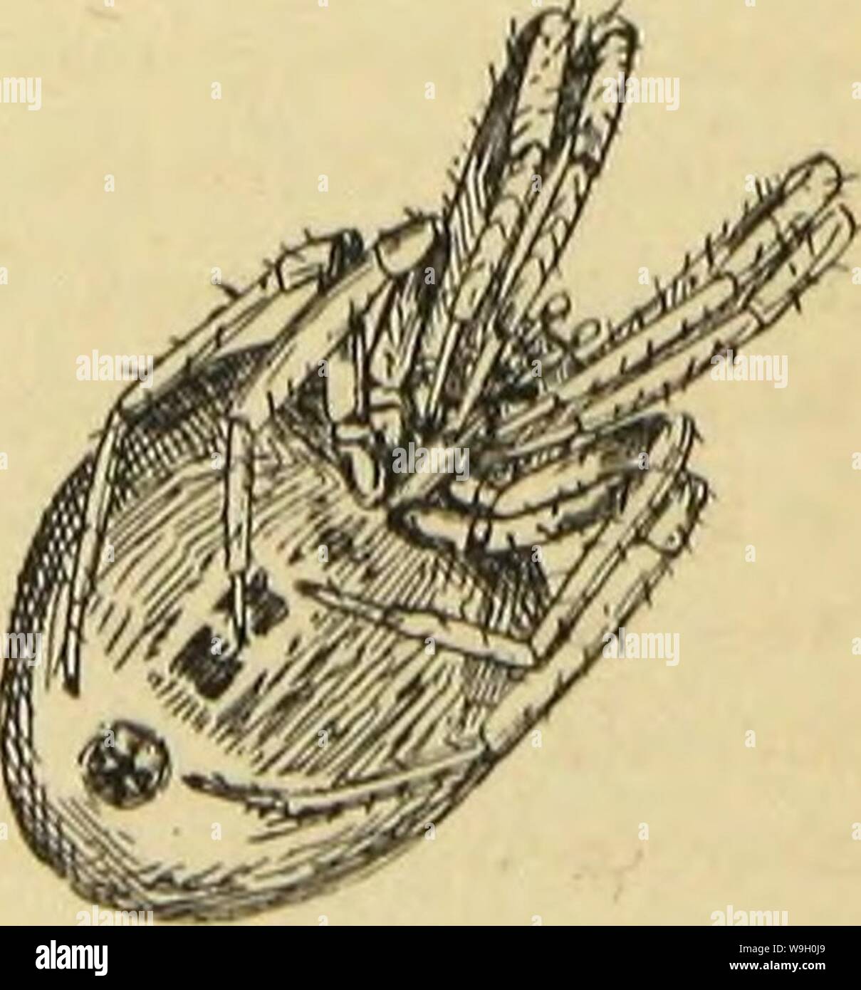 Immagine di archivio da pagina 447 della American ragni e loro la filatura. Ragni americani e il loro lavoro di filatura. Una storia naturale dell'orbweaving ragni degli Stati Uniti, con particolare riguardo alla loro industria e abitudini CUbiodiversity1121211-9810 Anno: 1889 ( Fi(i. 867. Labirinto dorsale apide; morte feigning. Ma è inutile moltiplicare esempi; ci rivolgiamo agli animali con cui siamo qui principalmente interessati. Ho frequentlj' guardato ragni in questa condizione a determinare tlie ])oiiit in questione e il loro comportamento sempre mi ha impressionato come essendo un autentico feigning della morte, e Foto Stock
