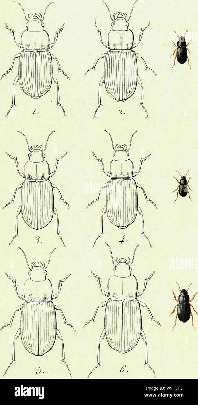 Immagine di archivio da pagina 532 di Iconographie et Histoire Naturelle des. Iconographie et Histoire Naturelle des coléoptères d'Europa; CUbiodiversity1128626-9557 Anno: 1829 ( I'o//ir y. 7'/• /&LT;/: H UN RP AL US j . ]]. T.i mLatu s. 2. II. MaxiUosus. 3. II. Lu Ici corins 4. H. Satyrus . 5. H- Solitaris. 6. H. Maroincllu: Foto Stock