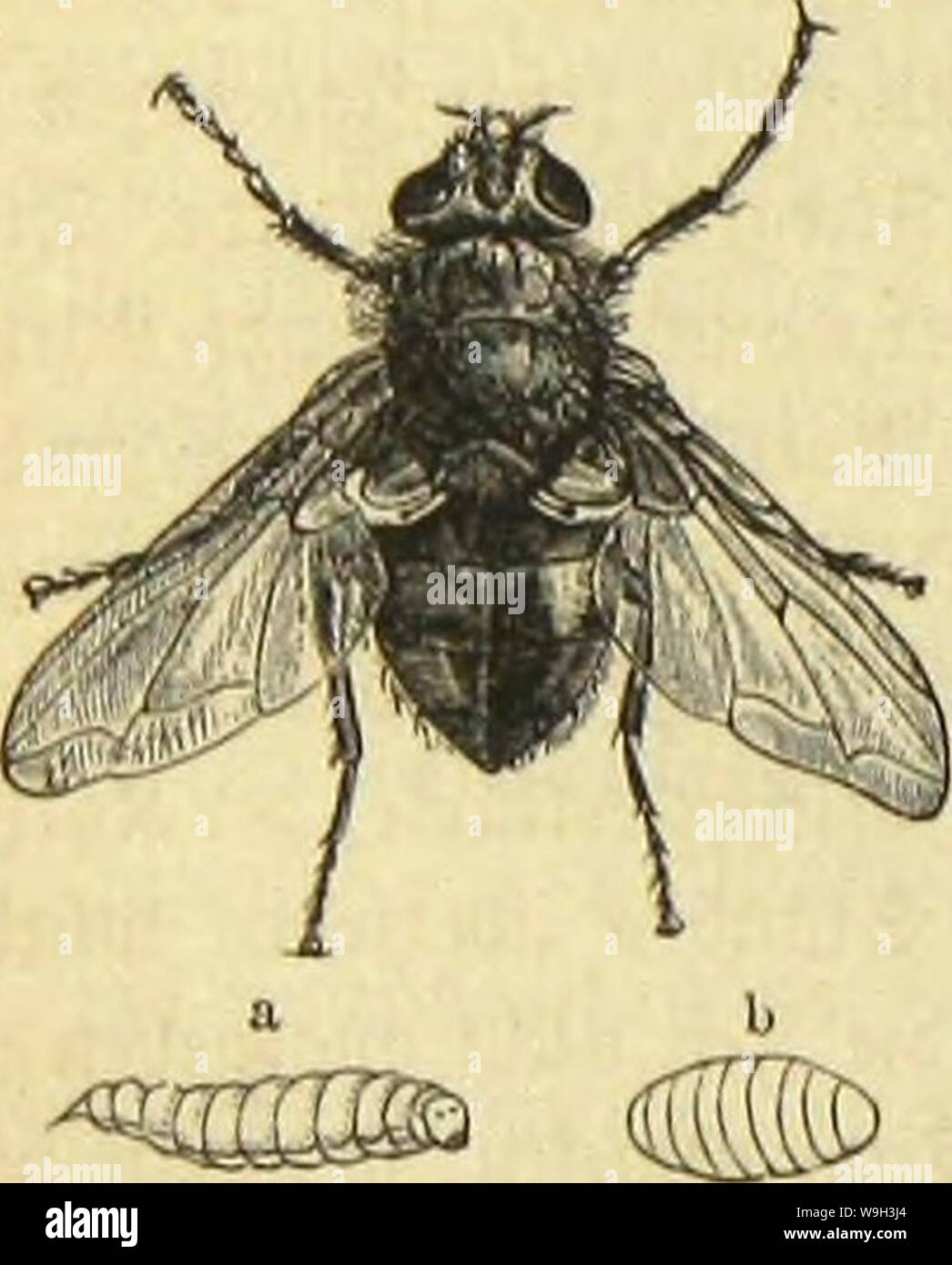 Immagine di archivio da pagina 533 del die Insekten, Tausendfüssler und Spinnen. Die Insekten, Tausendfüssler und Spinnen CUbiodiversity1123035 Anno: 1877 ( 476 SSierte Ovbmuig: 3&jeiftil8le5 {nufäetjntc gnmttic: cmciufticgcn. 9)tcnge gefangen, bafj eä Bloe 9JAD)läffigfcit ift, meint fie unglattblid fo) iibcrljanb nehmen. SBenn id) in bicfcn egenben 2anbtüirtfd)aft triefte, fo mürbe id) bier bii fünf 9Jcorgeu alljärjrtid) mit tobten fliegen büngen.') ßbglcid fpäter imSfaTe einest fommt, in inetdjer fte finb bevfcljtuunbeu, crljätt fid) BOD) bie eine ober anbete aud) roäljrenb beä ÄBinterä in uufere Foto Stock