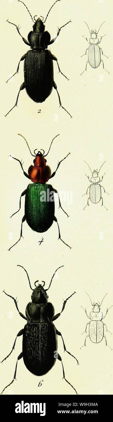 Immagine di archivio da pagina 538 di Iconographie et Histoire Naturelle des Foto Stock