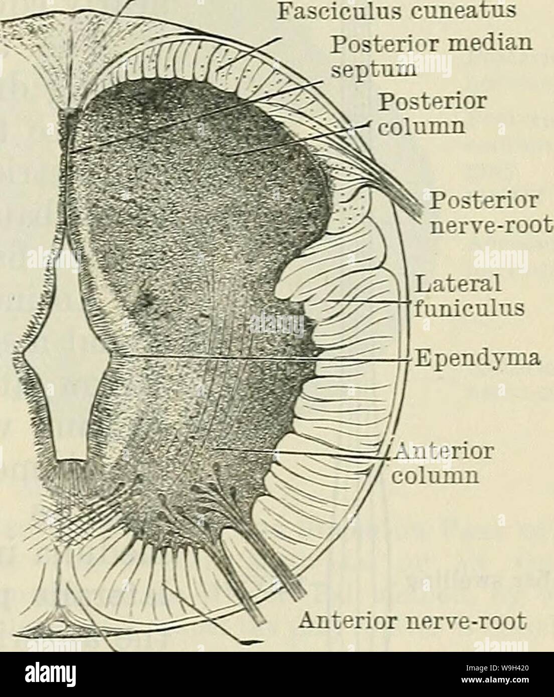 Immagine di archivio da pagina 554 di Cunningham il libro di testo di anatomia (1914). Cunningham il libro di testo di anatomia cunninghamstextb00cunn Anno: 1914 ( inizio posteriore funiculus " k " -SfSs nervo-root Vp) solco Wy limitans 7/ basale lamina j nervo anteriore-root Antero metà di lamina ventrale funiculus un Fasciculus gracilis Fasciculus cuneatus posteriore setto mediano posteriore anteriore lmn colonna nervo anteriore-root funiculus anteriore Fasciculus gracilis Fasciculus cuneatus posteriore setto mediano colonna posteriore radice posteriore Foto Stock