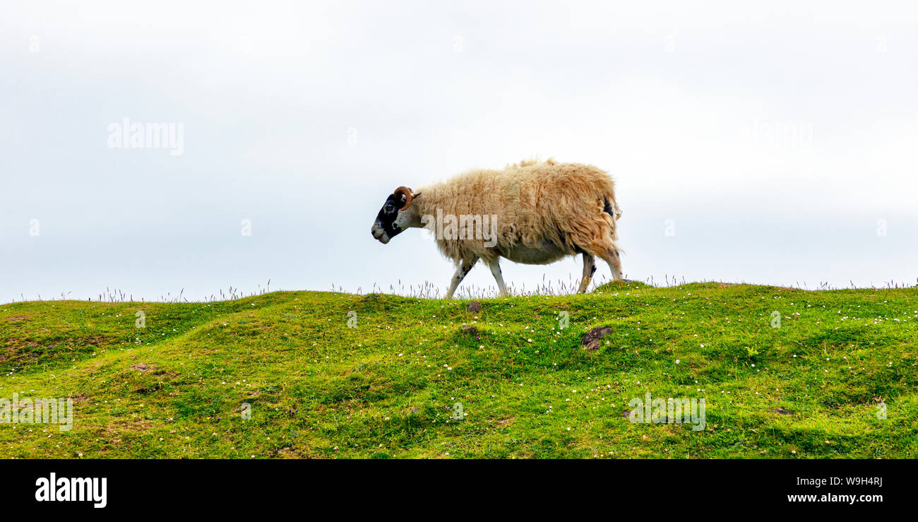 Dalesbred Pecora in piedi in erba, Isola di Skye in Scozia, Gran Bretagna Foto Stock