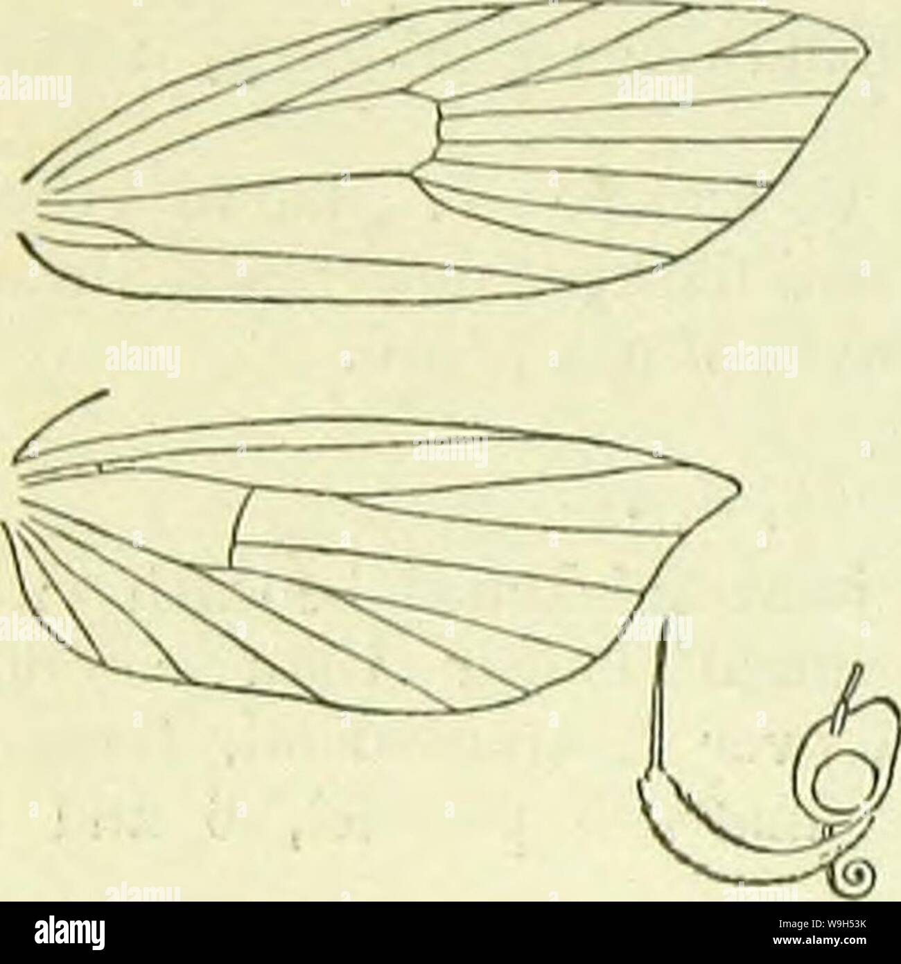 Immagine di archivio da pagina 615 di un Handbook of British lepidotteri. A Handbook of British lepidoptera CUbiodiversity1126142 Anno: 1895 ( [brachmia 1. Termen di parafanghi anteriori subconcave, stimmate nero . 2. i, " dritto, stimmate non nero 2. ru/escens. '2. Forewings con scuri fasciali . .1. gerronella. " Senza marcature trasversali . 3. inornatella. 1. B. gerronella, Z. 11-12 mm. Forewings con termen subconcave; ochreous, irrorated con marrone; un indistinto più scuro dello scudo angolato a ; una più spiccata obliqua fuscous scuro al di là dello scudo medio ; stimmate nero, prima essere discale- yond plioal; un Foto Stock
