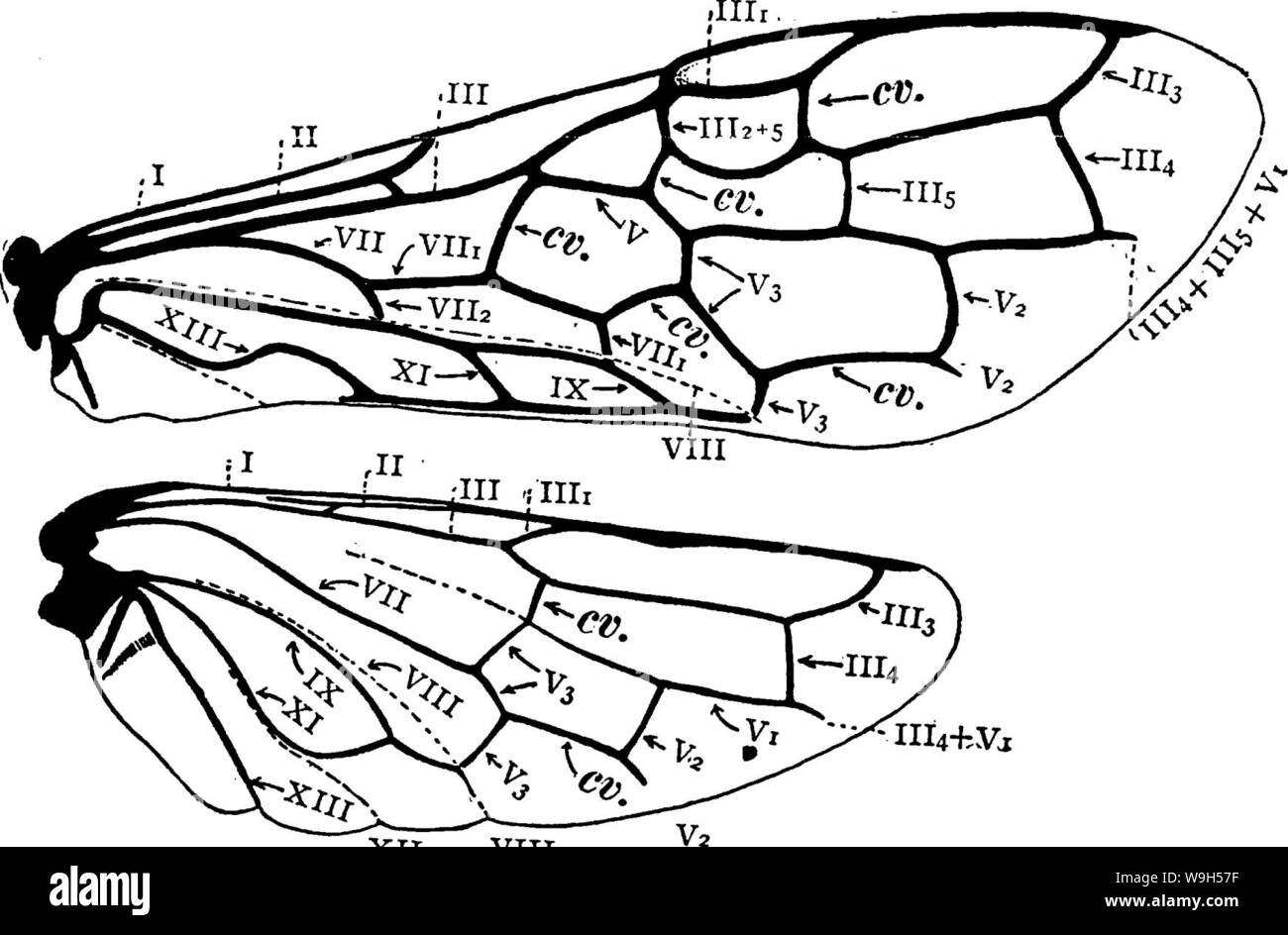 Immagine di archivio da pagina 623 del manuale per lo studio Foto Stock