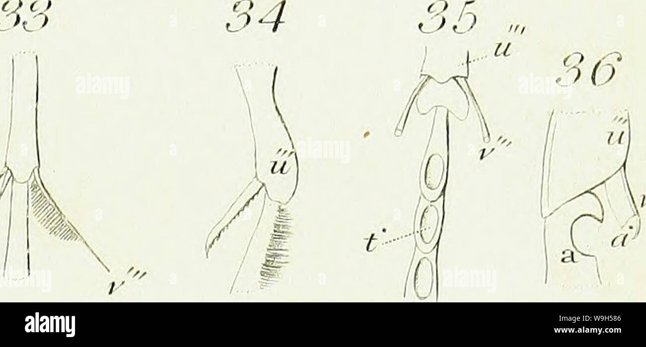 Immagine di archivio da pagina 628 di una introduzione di entomologia, o. Una introduzione di entomologia, o elementi della storia naturale di insetti : con piastre CUbiodiversity5061101-9656 Anno: 1822 ( f 42 p' 22 46 17 13 23 28 24 99 30 34 82 rfete/ 26 V ' 21 31 ' 38 39 j 46' 47 4£ 49 32 a- 50 54 54 55 Foto Stock