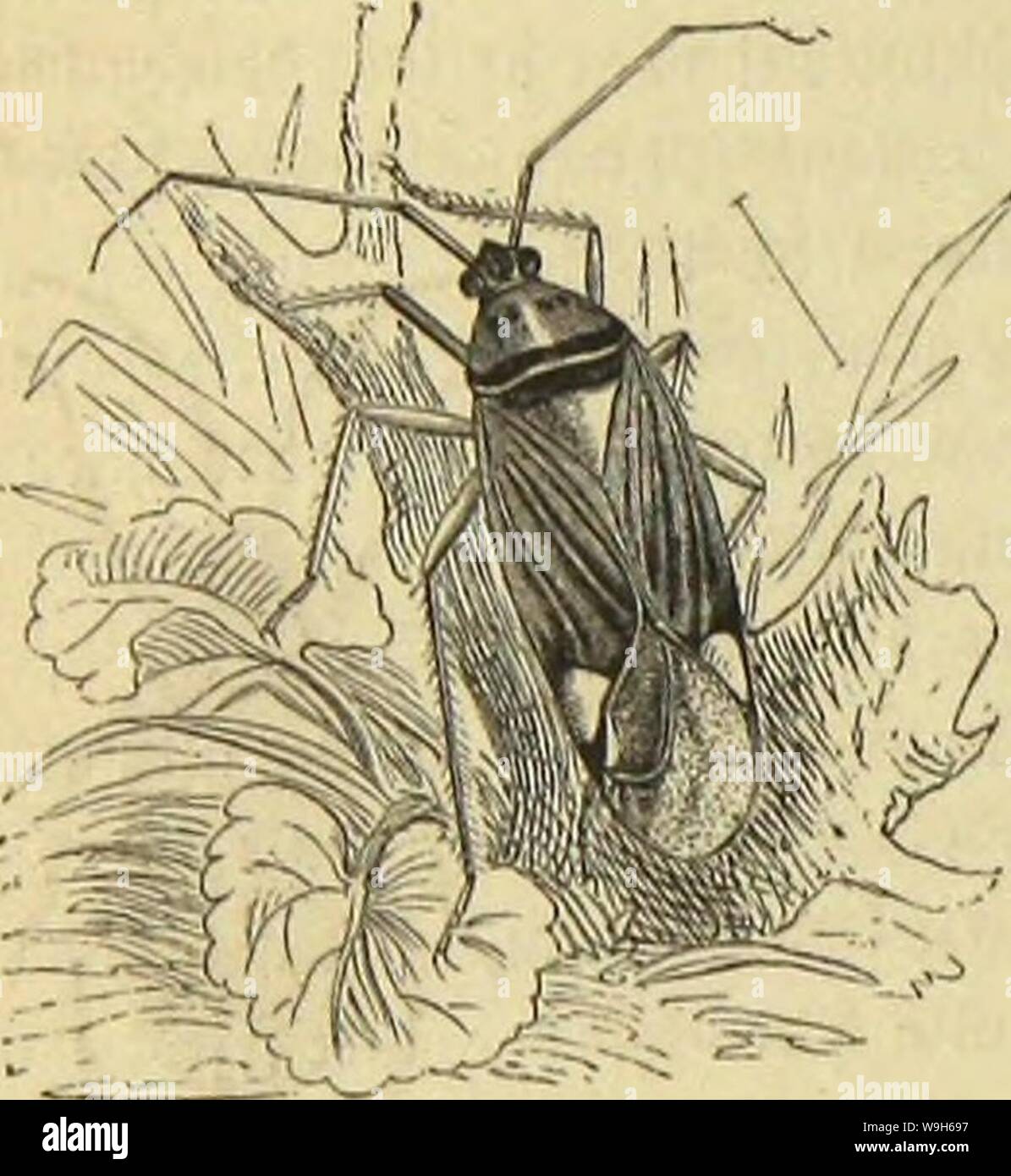 Immagine di archivio da pagina 681 di morire Insekten, Tausendfüssler und Spinnen. Die Insekten, Tausendfüssler und Spinnen CUbiodiversity1123035 Anno: 1877 ( 610 Siebente Dtbnima: djnabclfcifc; (lebjejnte gamitie: SanßWctnjen. unb babjn juvitoffcvenbc Slber, roeldjc bor bem äu&crcn @nbe nod) einen "einen Slft auSfcnbet nnb mittjin 3toei ungleiche 3eEen bitbet. ftcfjit biefe£&GT;aut, fo fehlen gleichzeitig bic immer fet;r gasten £iuterflügel. Sie mitunter auffattenb "einen Sfü|e aeigen bvci unbeuttid) abgefegte lieber nnb ungemein "eine .ftaftlabben 3bjifd)en ben Ävaltcn. (Sine berartige 3Bcid)t)IET Foto Stock