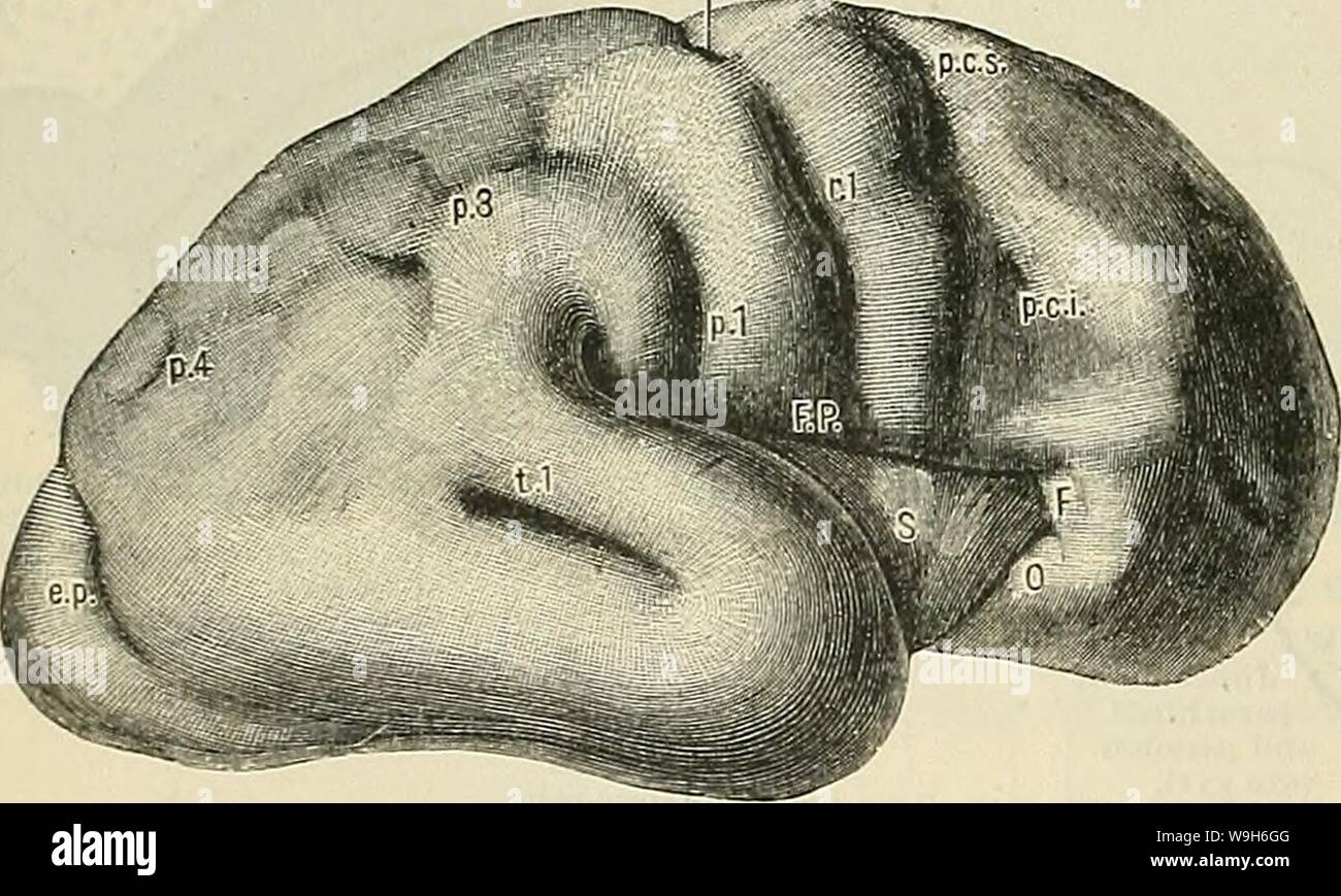 Immagine di archivio da pagina 695 di Cunningham il libro di testo di anatomia (1914). Cunningham il libro di testo di anatomia cunninghamstextb00cunn Anno: 1914 ( 662 il sistema NEEVOUS. sommersa cresta corticale, i cunei gyrus; e il parieto-occipitale di sarà trovato per essere qualcosa di più di un semplice solco. Si tratta infatti di una grande fossa in cui sono immerse le parti anteriori della zona parastriata e area peristriata, e la parte posteriore della zona parietale noto come precuneus, nonché il sulci che separano questi territori uno dall'altro. Si tratta di un grande passaggio formato dalla splenium di t Foto Stock