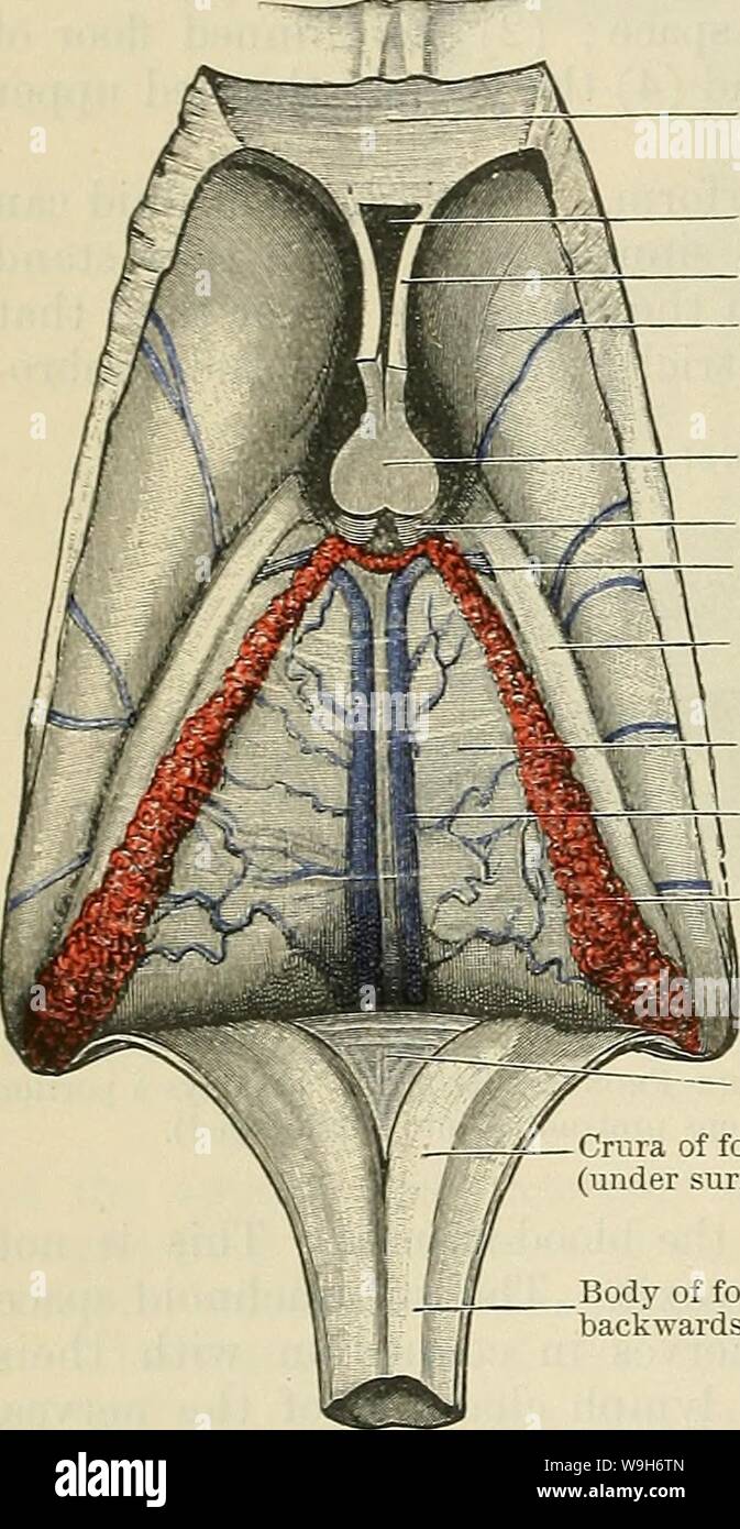 Immagine di archivio da pagina 707 di Cunningham il libro di testo di anatomia (1914). Cunningham il libro di testo di anatomia cunninghamstextb00cunn Anno: 1914 ( 674 il sistema NEEVOUS. Genu del corpo calloso Cavum septi pellucidi setto pellucidum nucleo caudato colonna del fornice Vena terminalis Chorioid tela del terzo ventricolo Vena giornat cerebri lj plesso Chorioid del ventricolo laterale ventriculi quarti ed è in connessione con questa porzione di pia mater che il chorioid plessi di tale cavità sono sviluppati. La tela chorioidea ventriculi tertii (A.T. velum interpositum),è una piega di pia mater whic Foto Stock