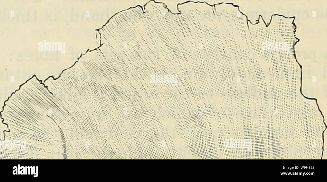 Immagine di archivio da pagina 869 di Cunningham il libro di testo di anatomia (1914). Cunningham il libro di testo di anatomia cunninghamstextb00cunn Anno: 1914 ( S36 LA OBGANS DI SENSO. superficie mucosa sono piccole e passare da quella anteriore ramo timpanica del mascellare interna e dalla stylo-ramo mastoide dell'auricolare posteriore. Le vene dalla superficie cutanea aperta nella giugulare esterno ; quelli dalla superficie mucosa parzialmente nel plesso venoso sul tubo uditivo, e in parte in seno trasversale e le vene della dura madre. I vasi linfatici, come i vasi sanguigni sono arrang Foto Stock
